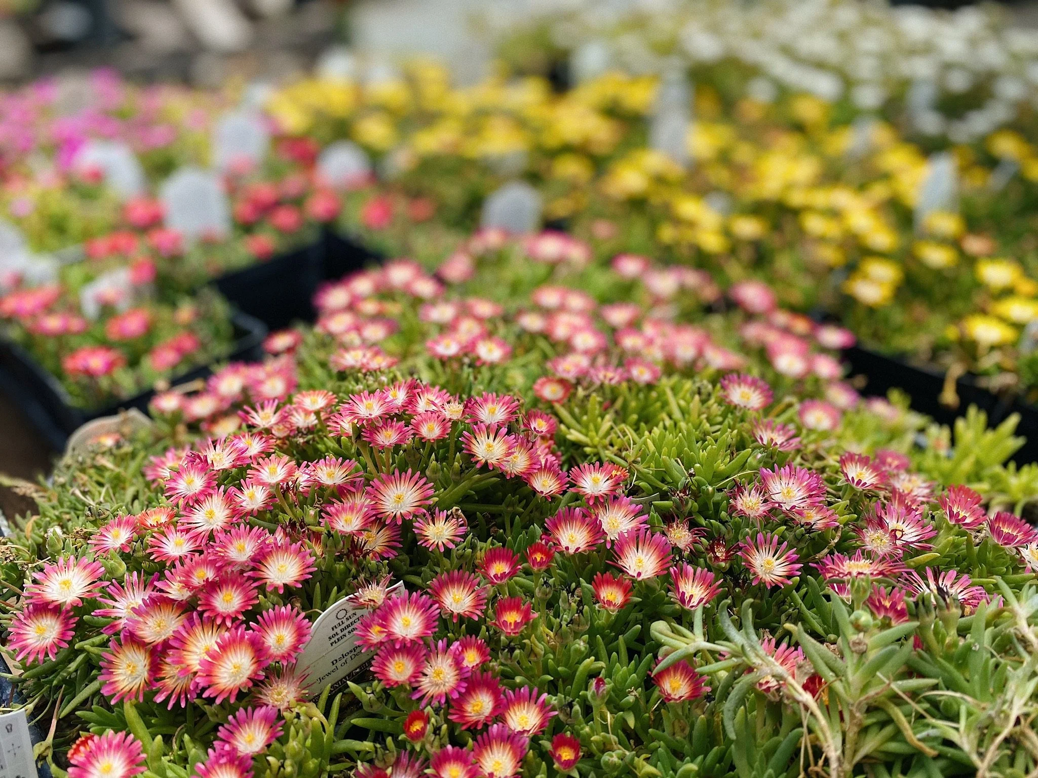 National Perennial Month: Why Perennials Matter