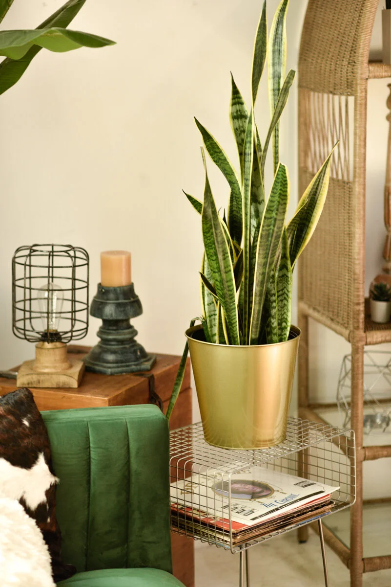 Dandridge Photography-15.jpeg