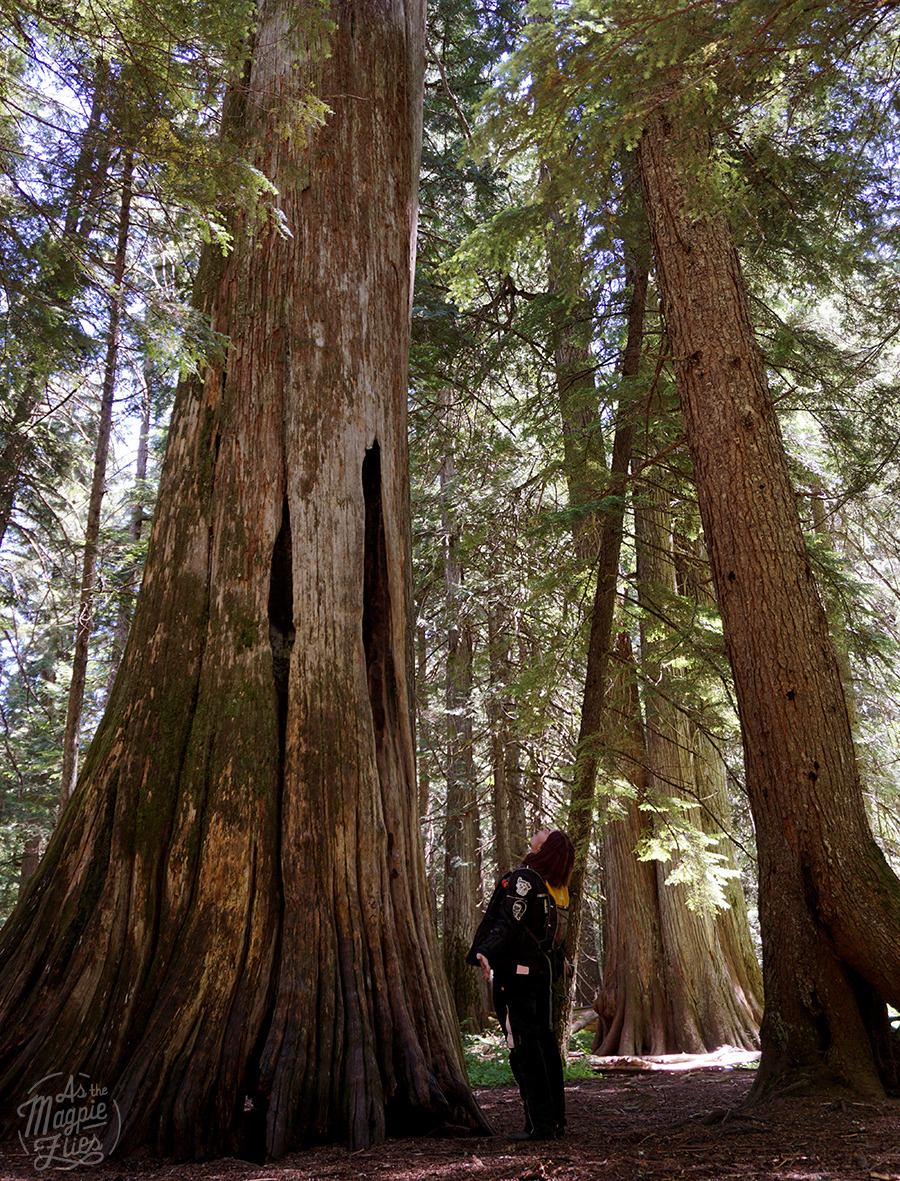 Ross Creek Cedars, Montana