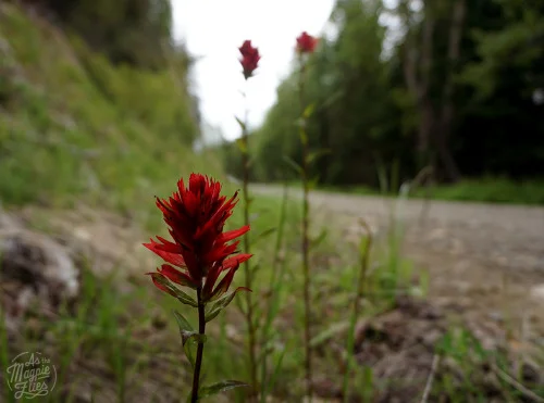 Indian Paintbrush on the side of the road.