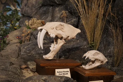 Glendive Dinosaur and Fossil Museum, Glendive, Montana