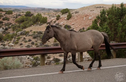 Bighorn Canyon National Recreation Area, MT/WY