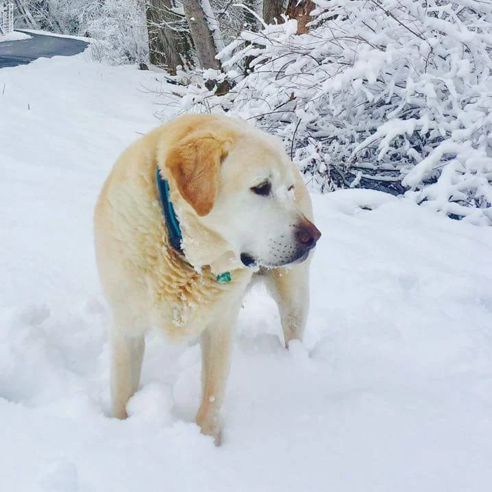 Doggy Daycare Utah County | Bakers Acres K9 Academy
