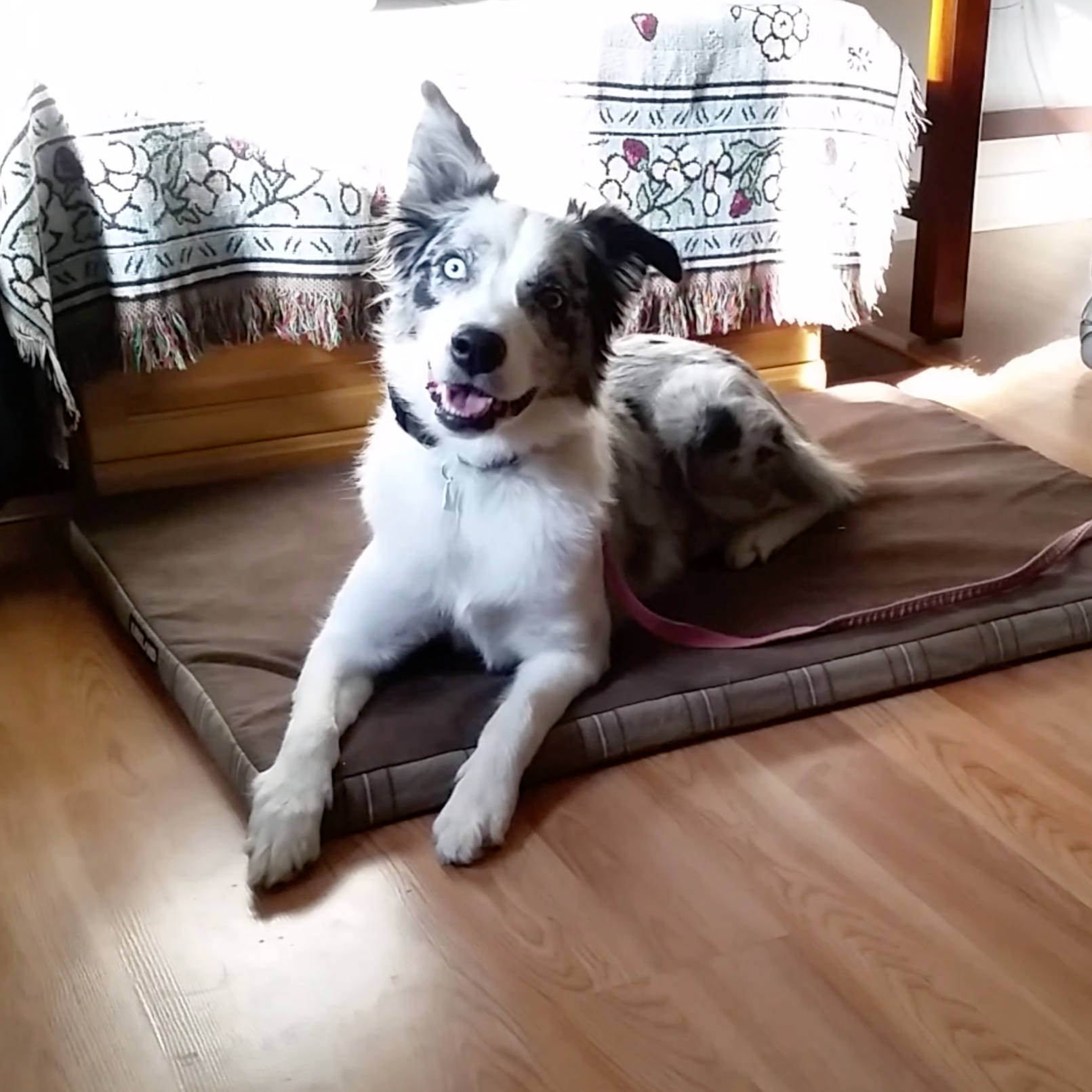 Border Collie lying on a dog bed at Bakers Acres