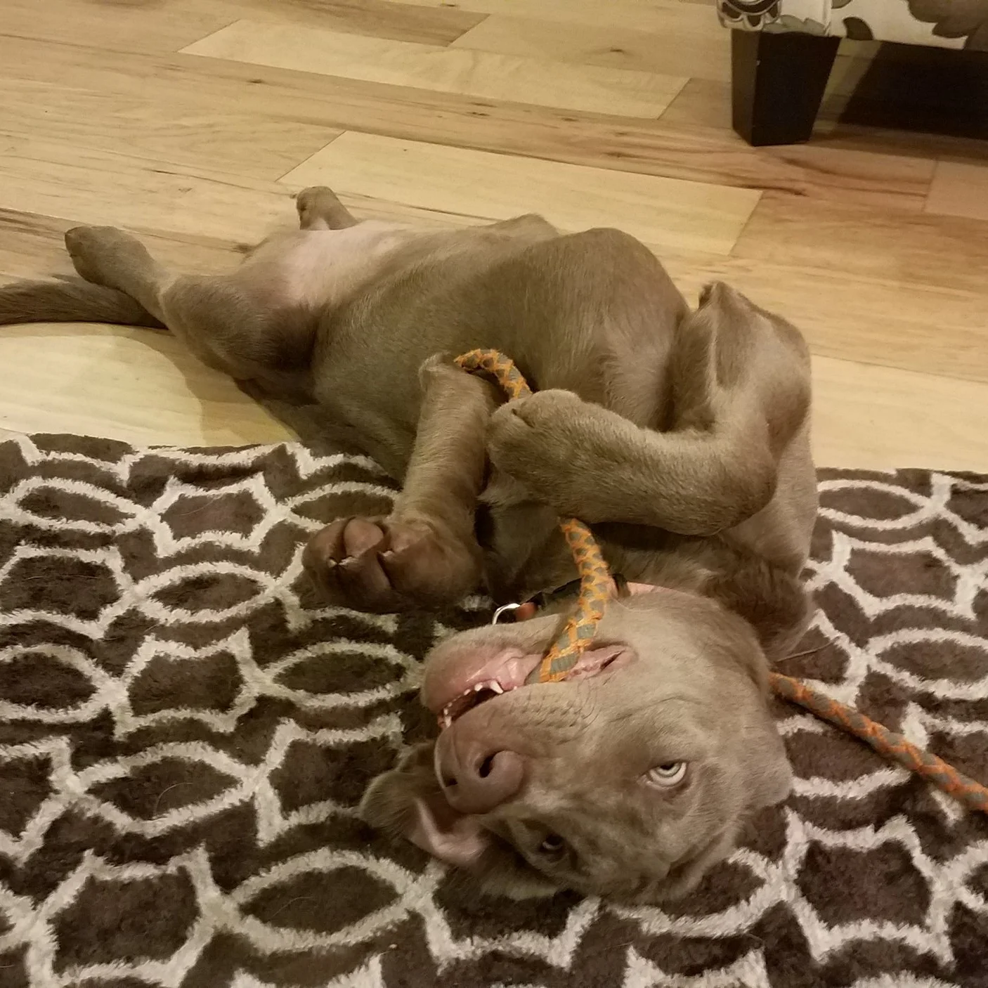 Utah Puppy Training | Bakers Acres K9 Academy
