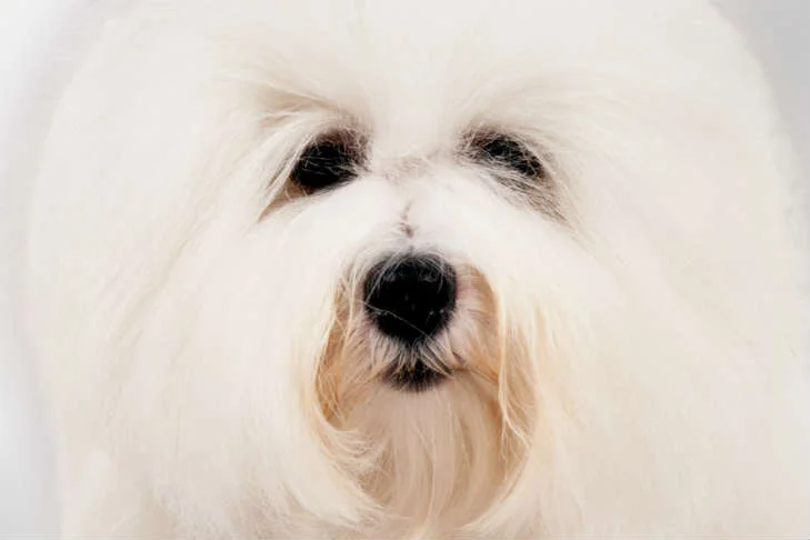 Cloning Your Pet
