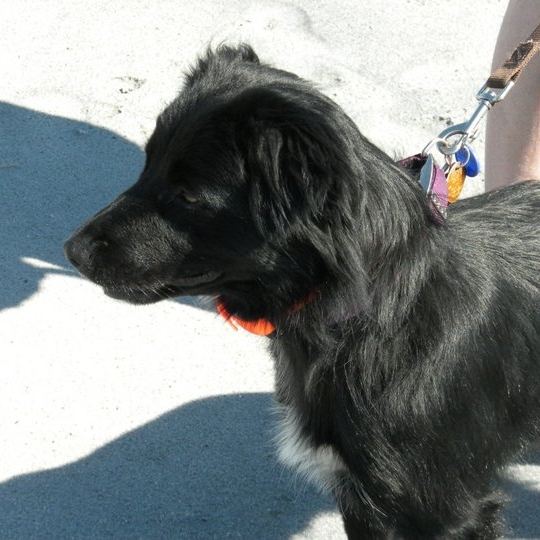 Utah Dog Trainer | Bakers Acres K9 Academy