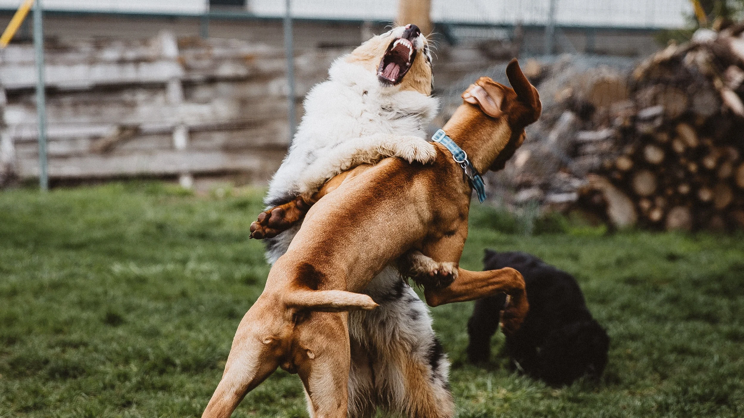 Puppy Playdates for Aggressive or Fearful Dogs