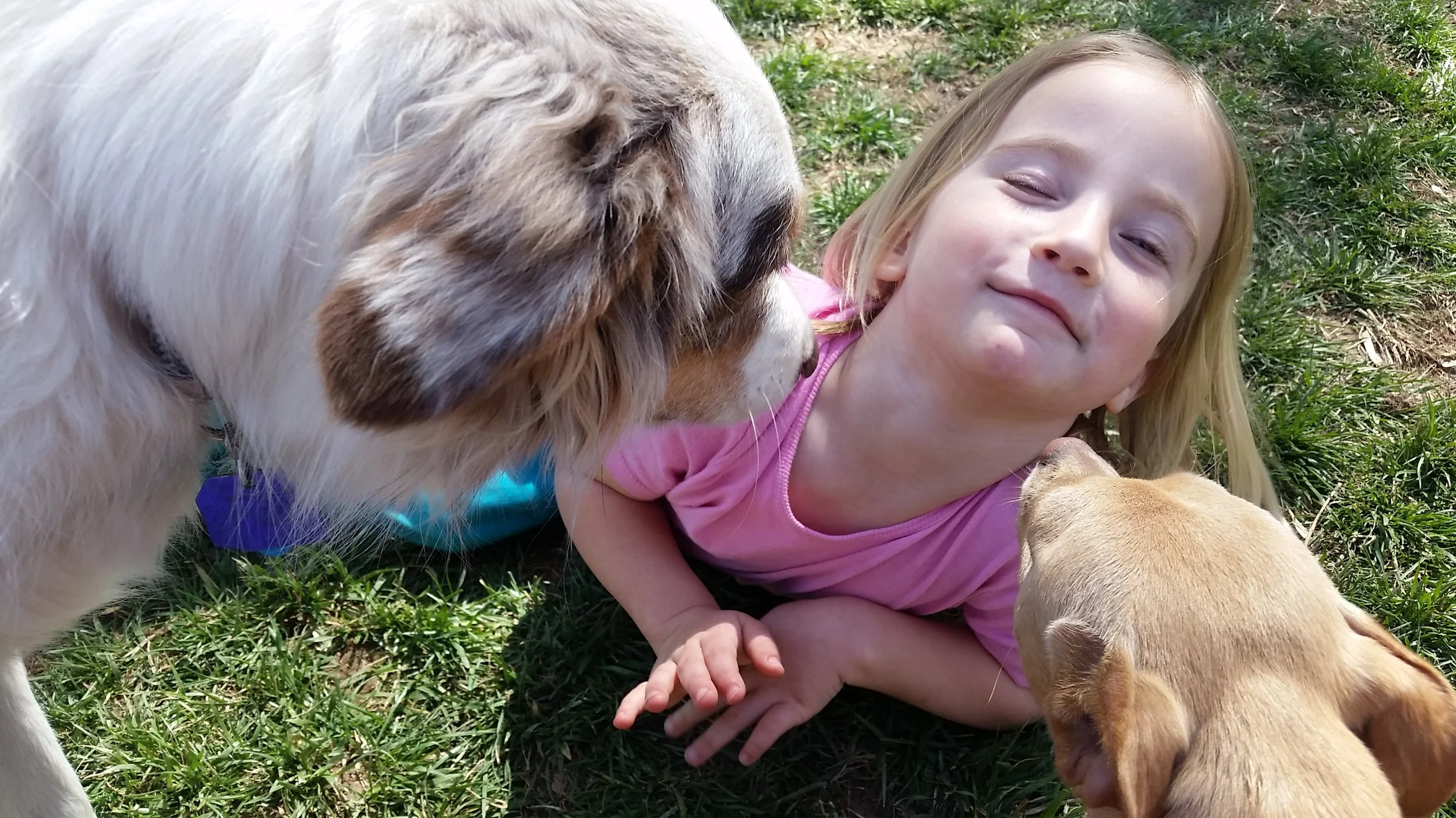 Dogs Are Dogs, Not Humans