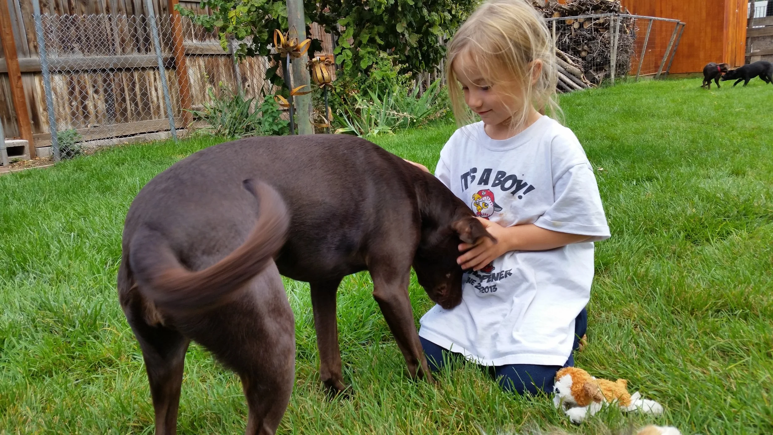 How to appropriately say hi to a dog | Dog Ownership 101 | Bakers Acres K9 Academy Blog