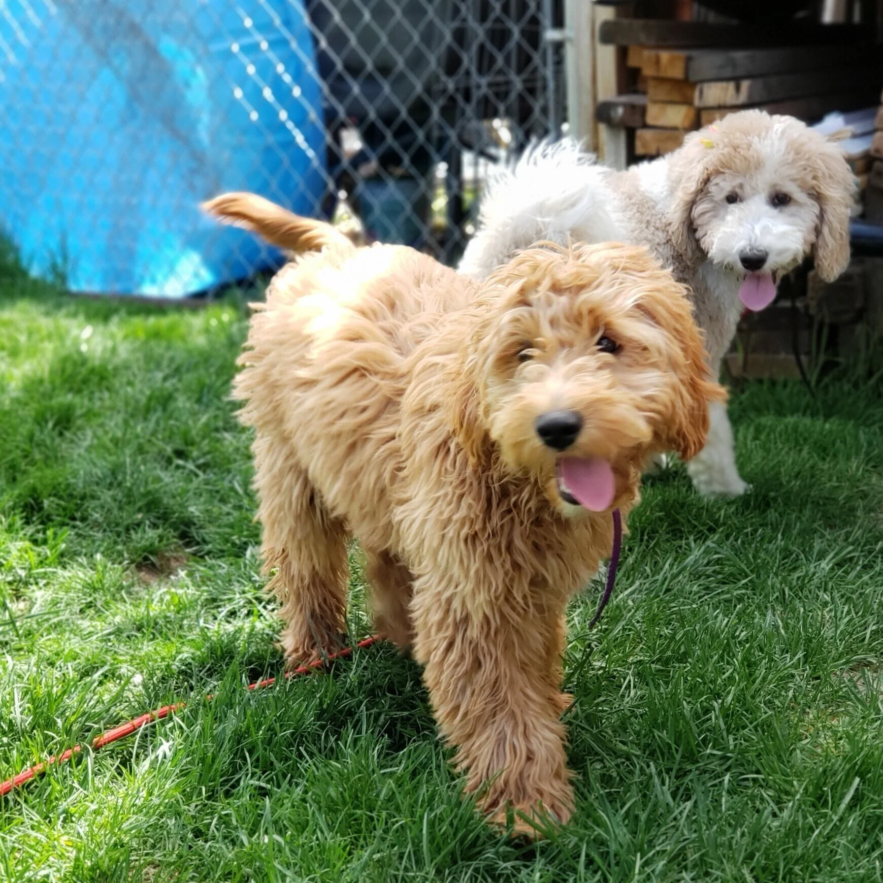 Goldendoodle puppies play during Puppy Camp at Bakers Acres K9 Academy