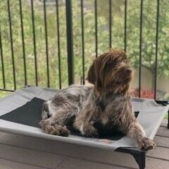 Wirehaired Pointing Griffon sitting on a place cot after training with Bakers Acres K9 Academy