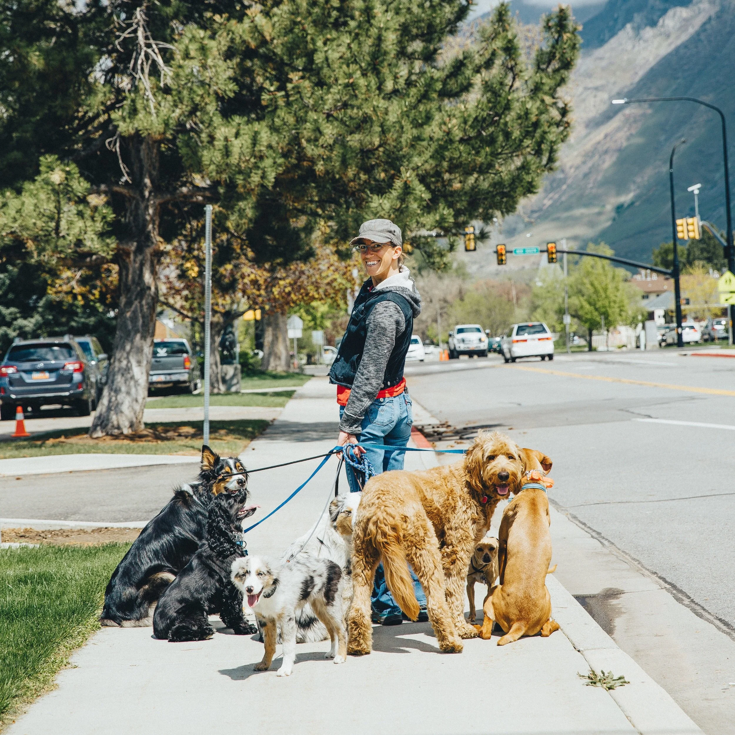 blue diamond small breed puppy food