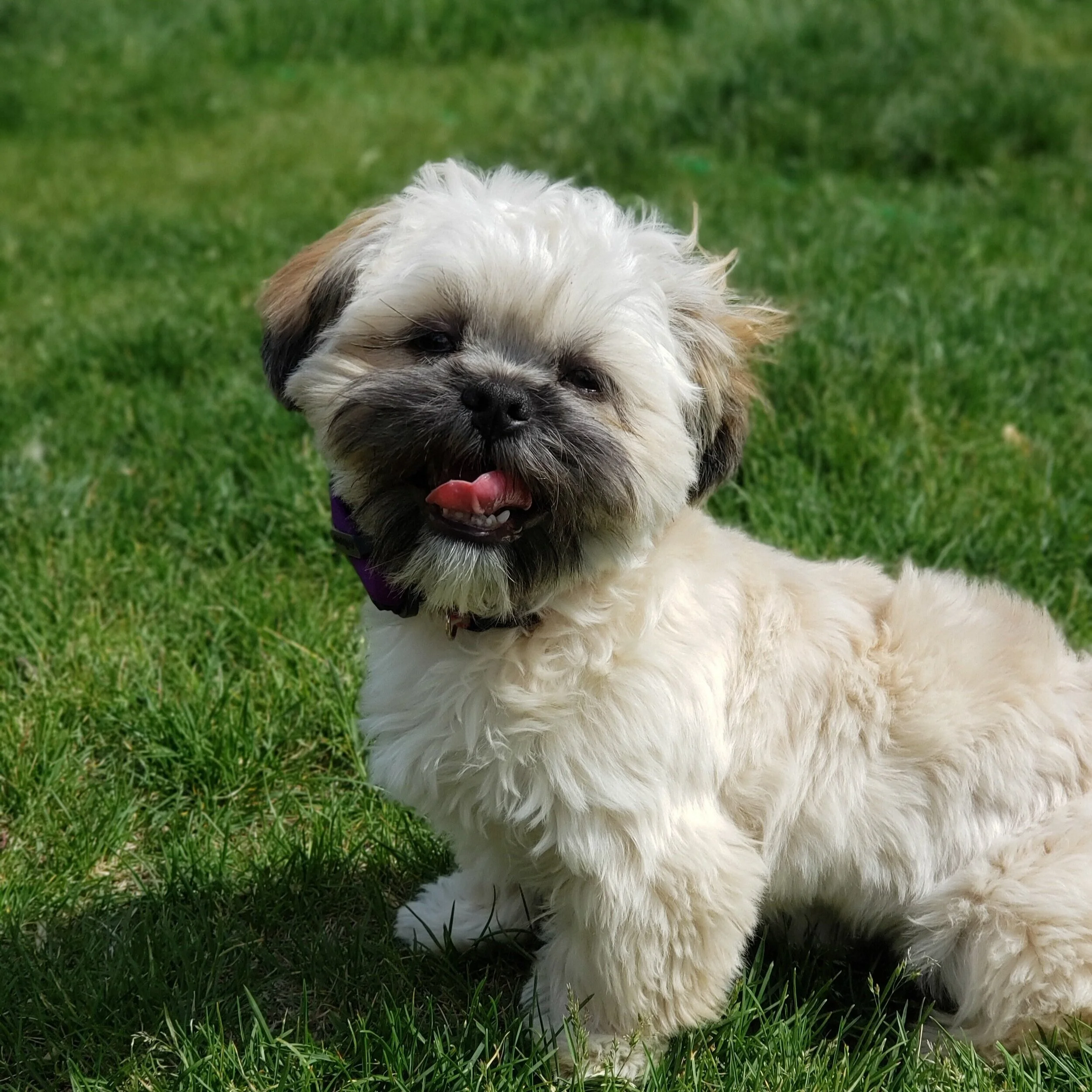 Shih Tzu puppy training at Bakers Acres K9 Academy