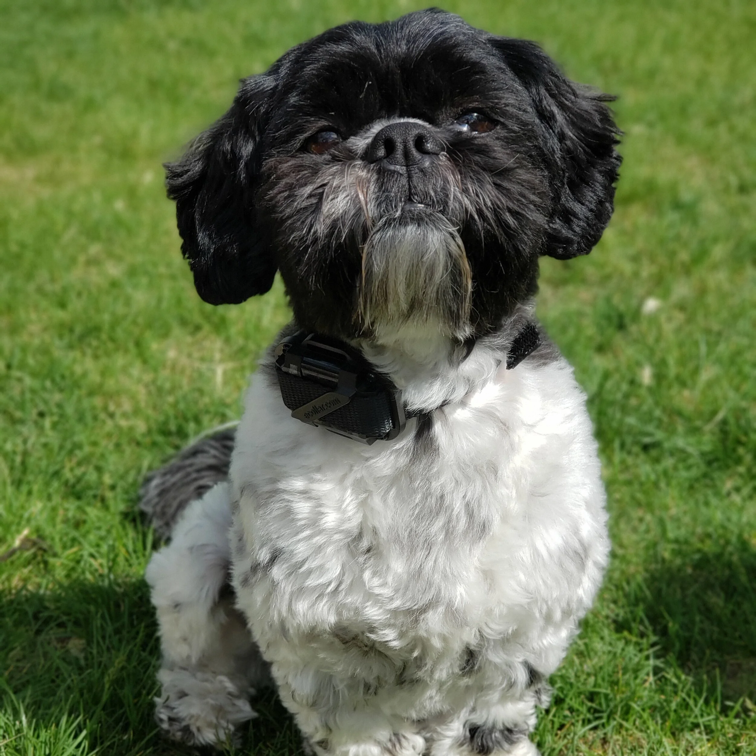 Shih Tzu dog training with Bakers Acres K9 Academy