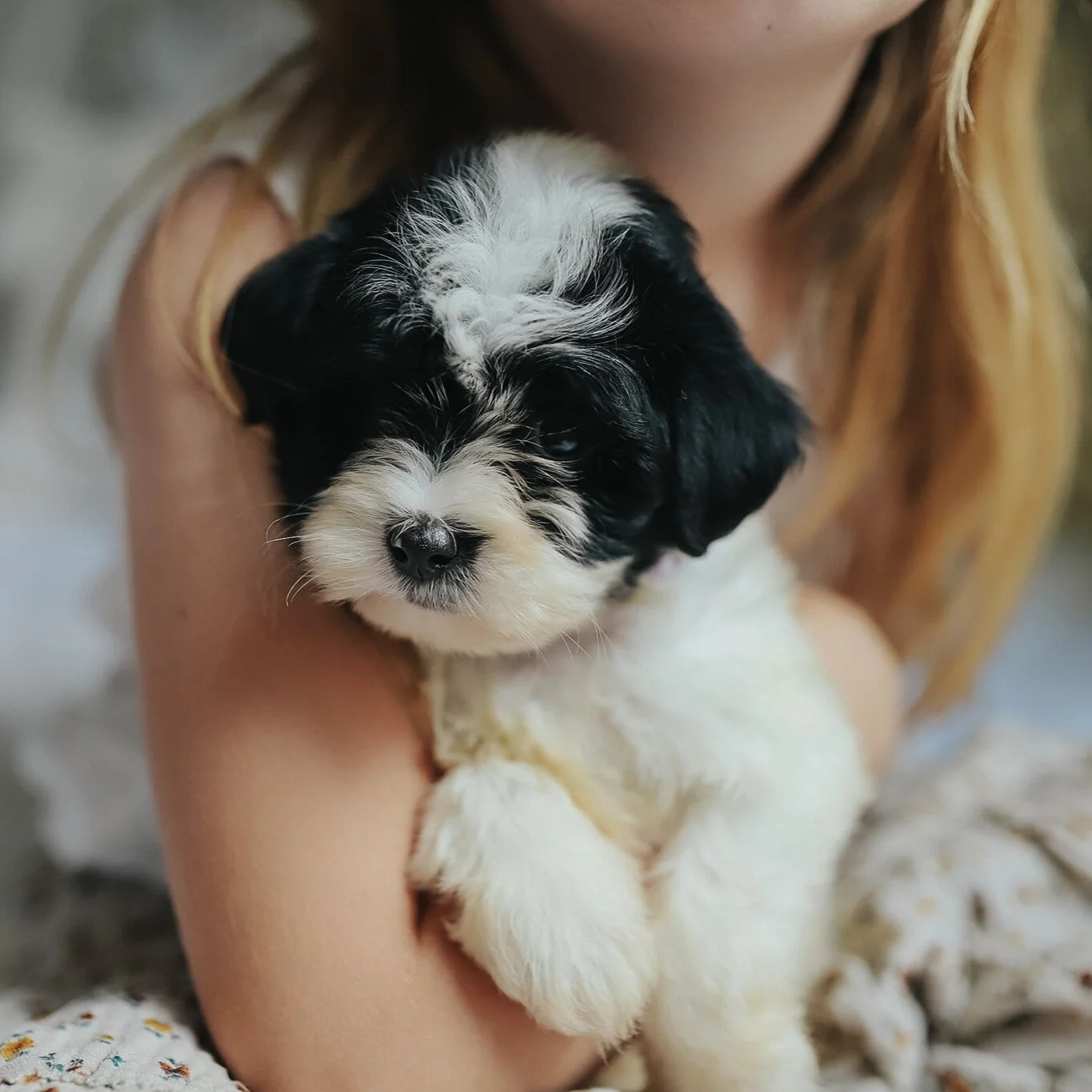 Shihpoo puppy training at Bakers Acres K9 Academy