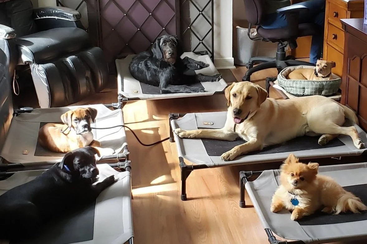 TRAINING VIDEO: How To Teach Your Dog Self Control