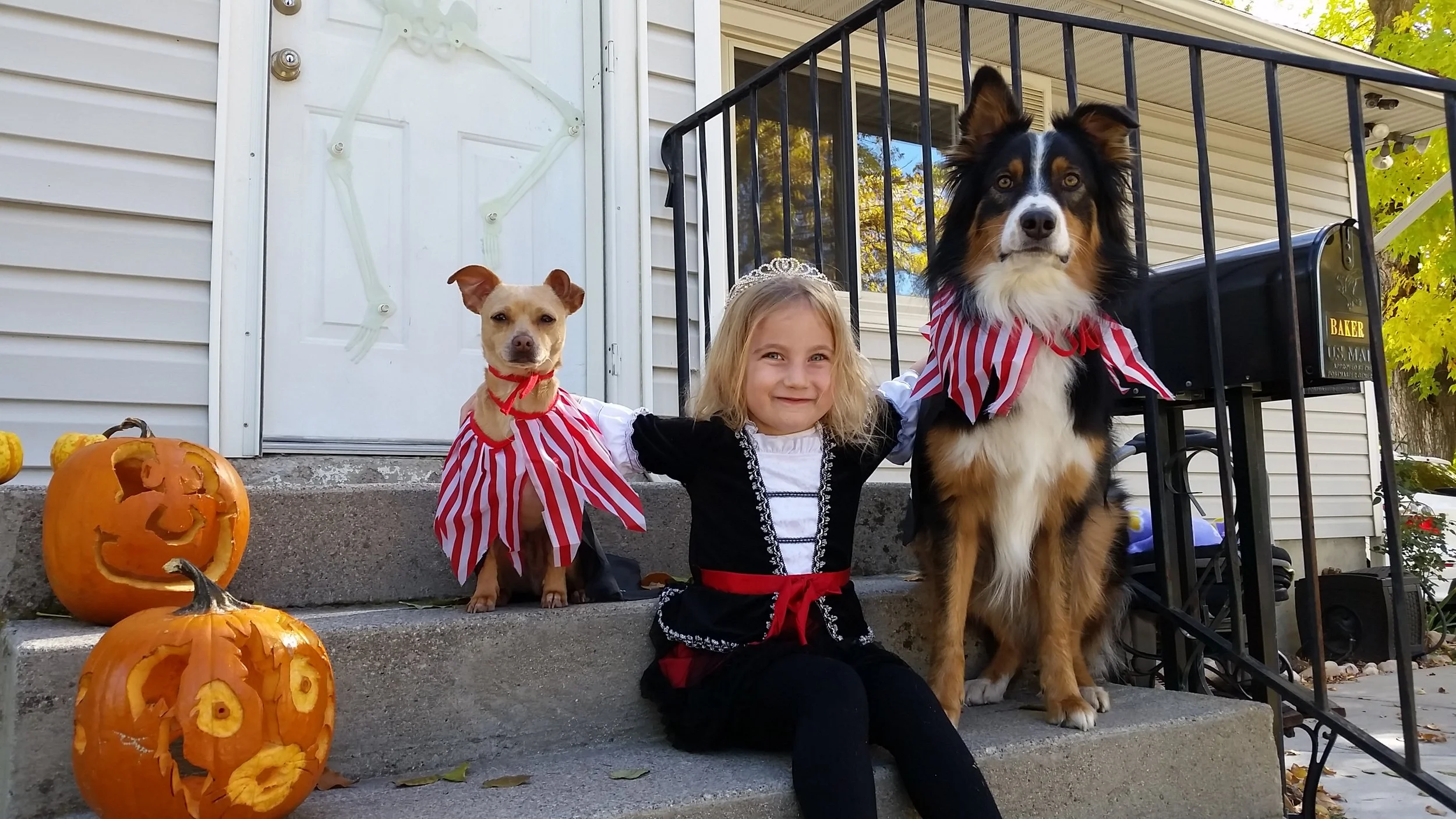 Prepare Your Dog For Halloween