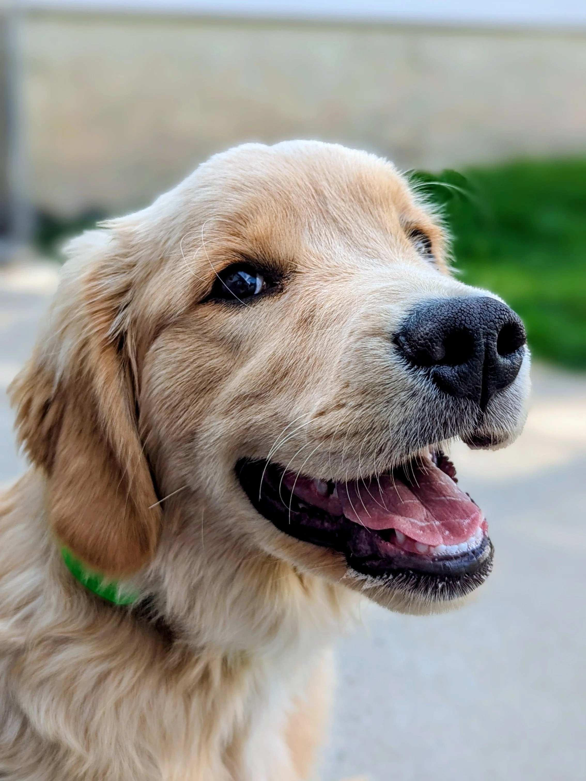 Golden Retriever puppy at Bakers Acres for puppy daycare