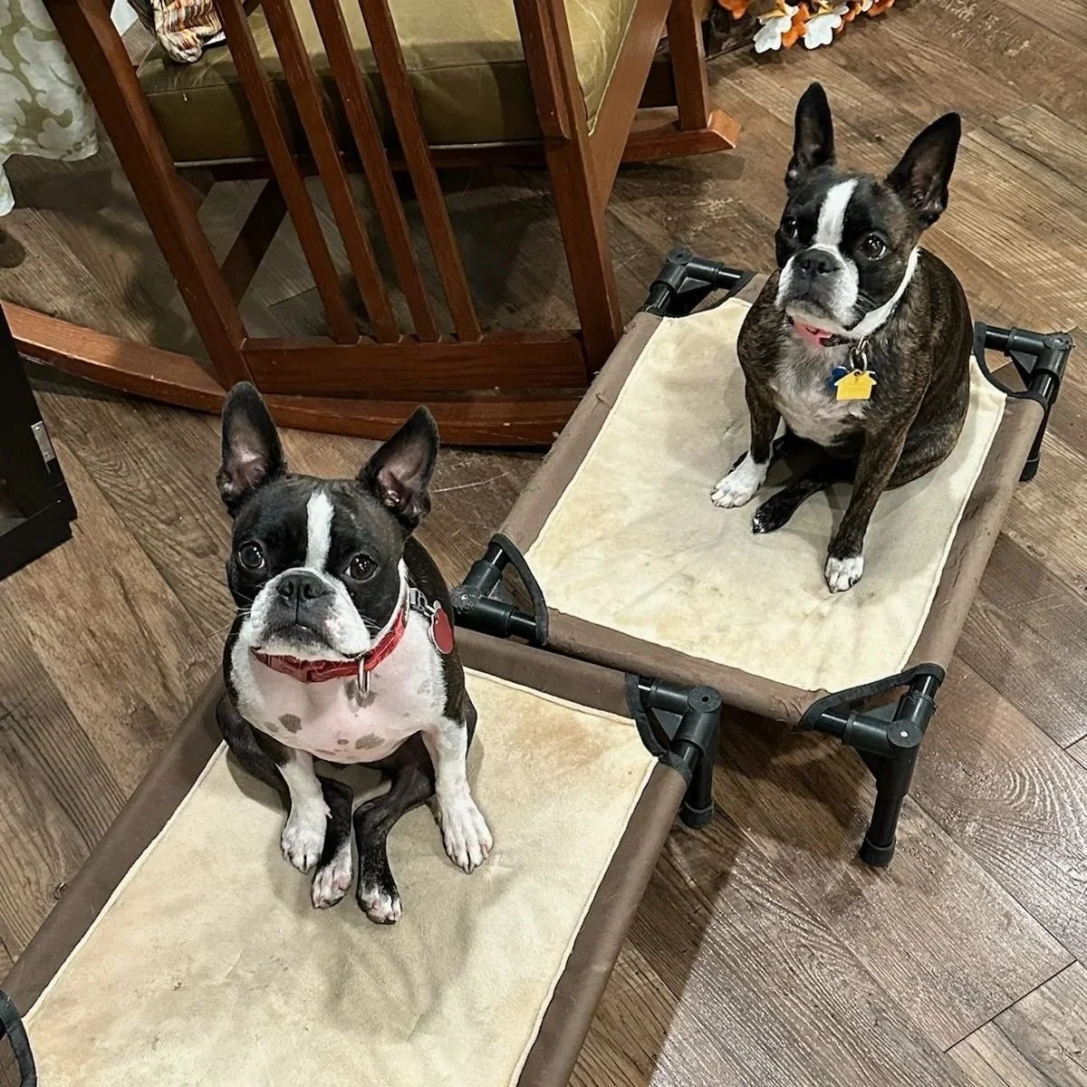 Two boston terriers sitting on place in their Orem, Utah home
