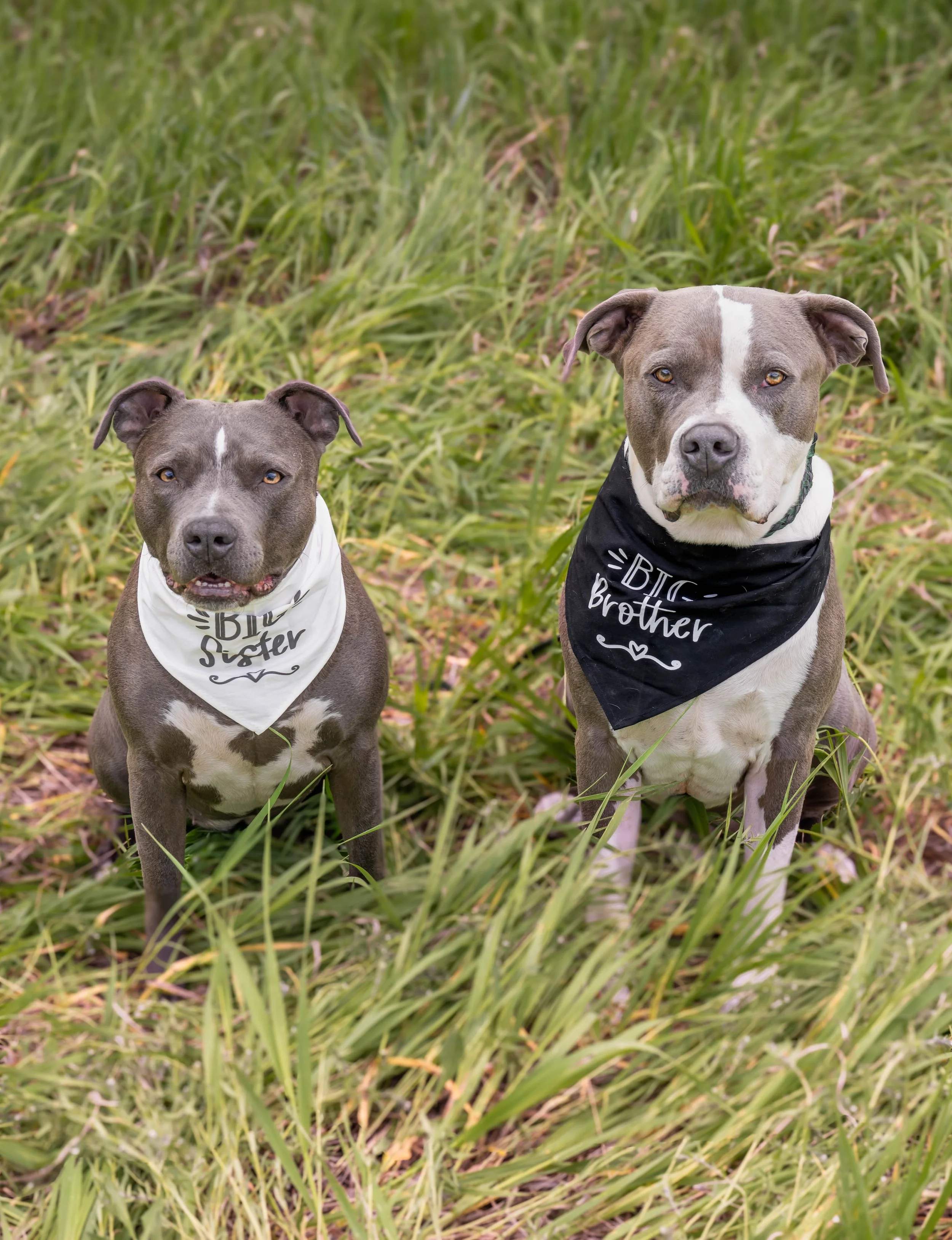 Two pit bull dogs sitting in a field