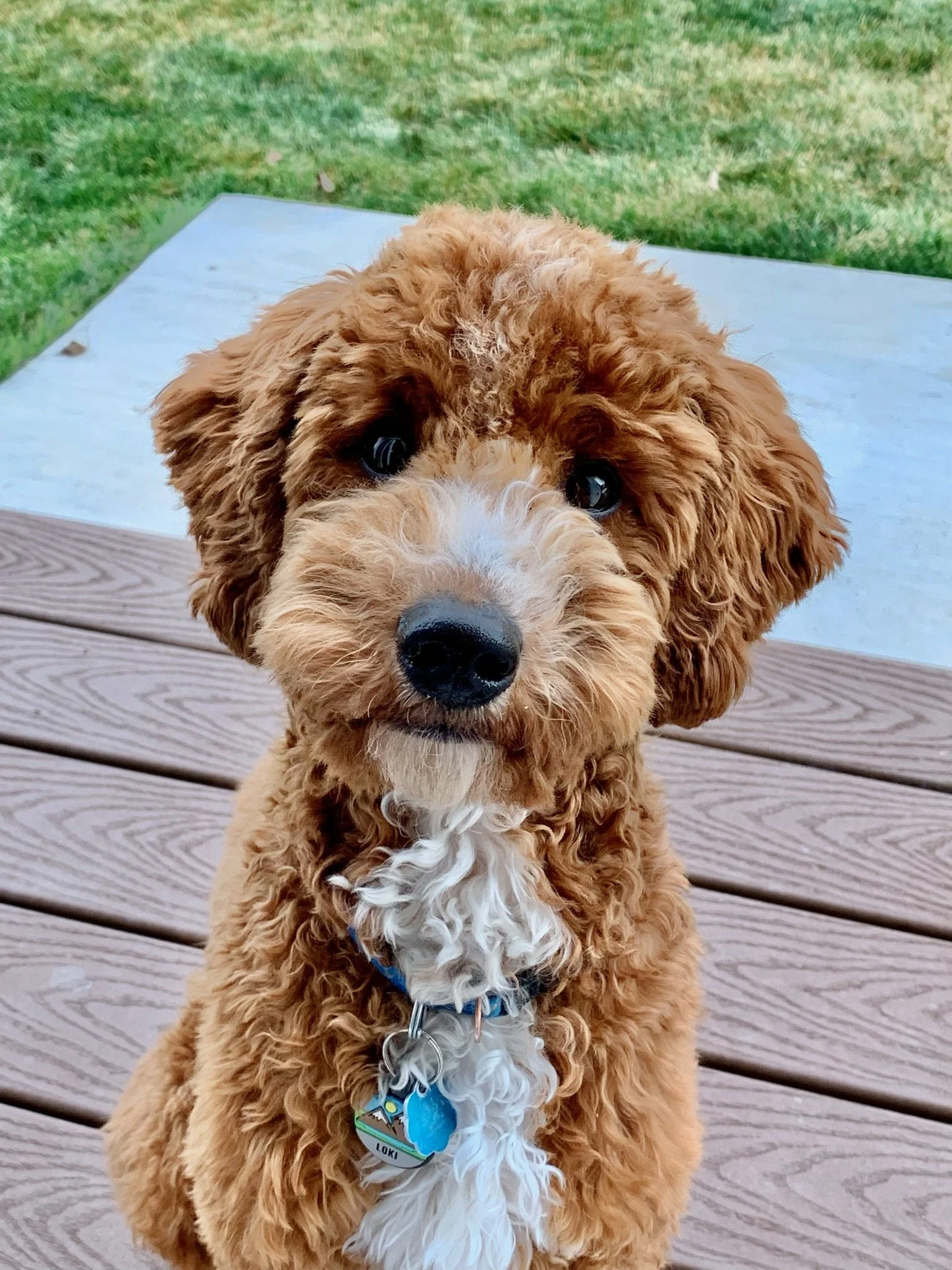 Goldendoodle on deck in Payson Utah