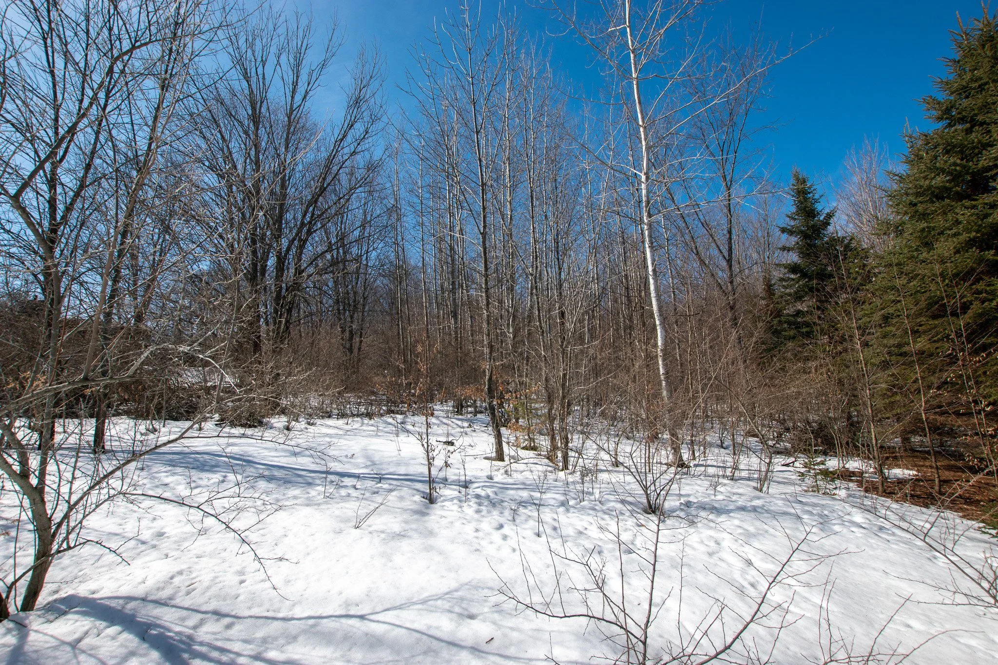 Lot 6 For Sale by Jonathan Oltersdorf, Oltersdorf Realty, Belanger Creek, Suttons Bay Vacant Land For Sale (10).jpg