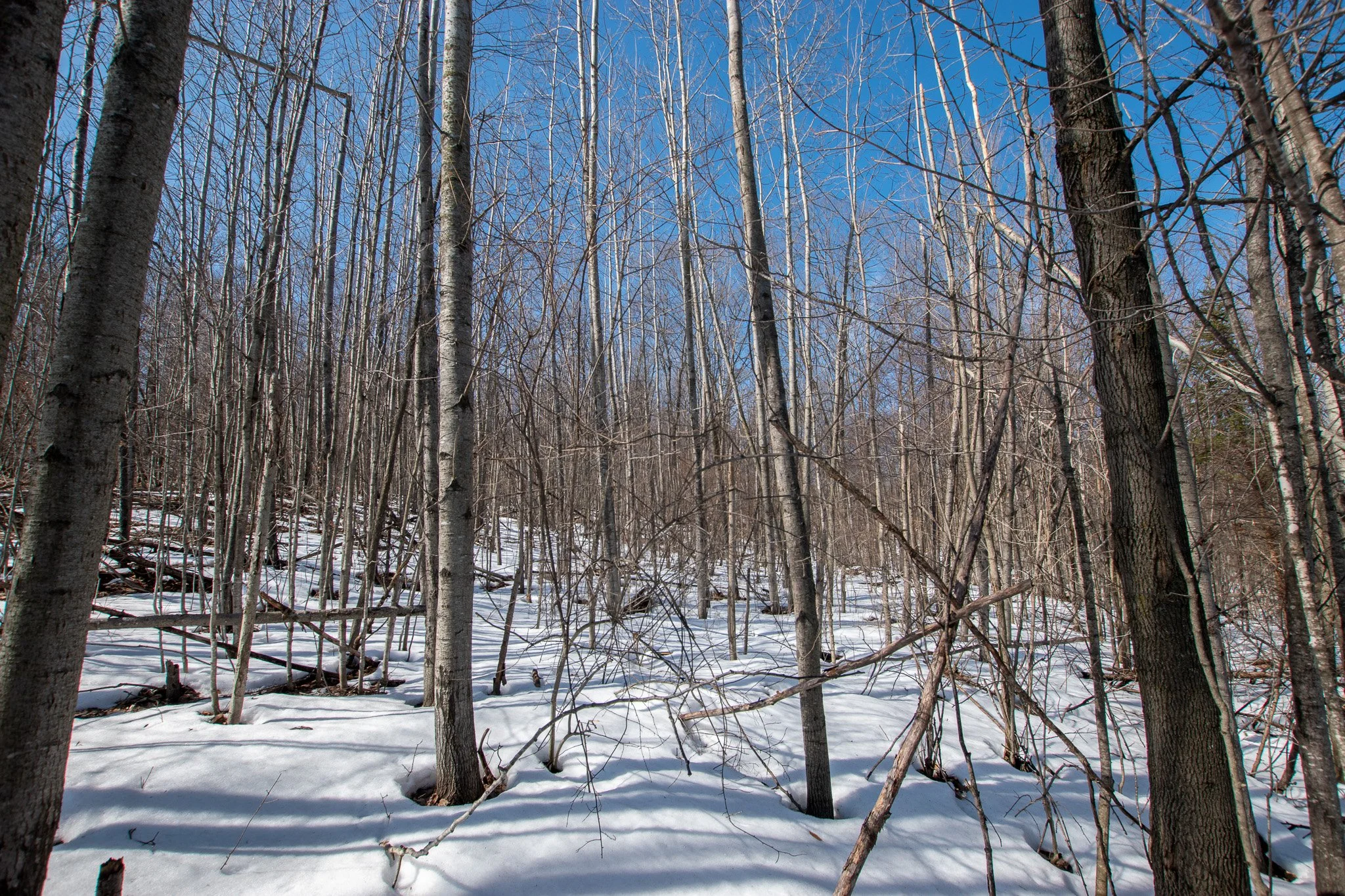 Lot 6 For Sale by Jonathan Oltersdorf, Oltersdorf Realty, Belanger Creek, Suttons Bay Vacant Land For Sale (11).jpg