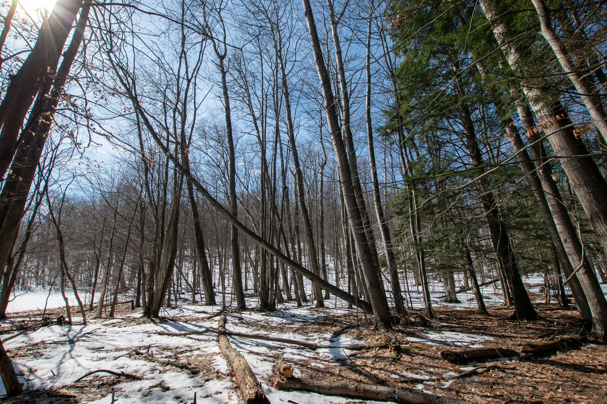 Lot 7 For Sale by Jonathan Oltersdorf, Oltersdorf Realty, Belanger Creek, Suttons Bay Vacant Land For Sale (12).jpg
