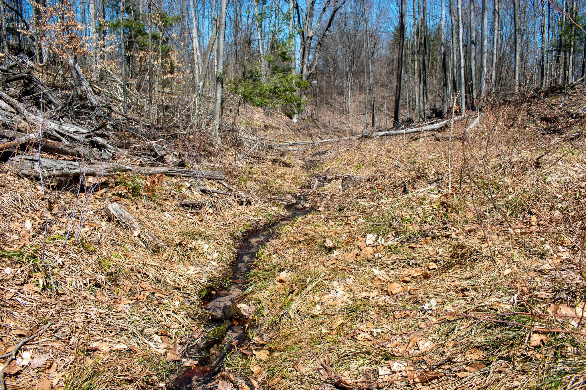 11.31 Acres – E Smiseth Road, Suttons Bay – FOR SALE by Jonathan Oltersdorf, Oltersdorf Realty (19).jpg