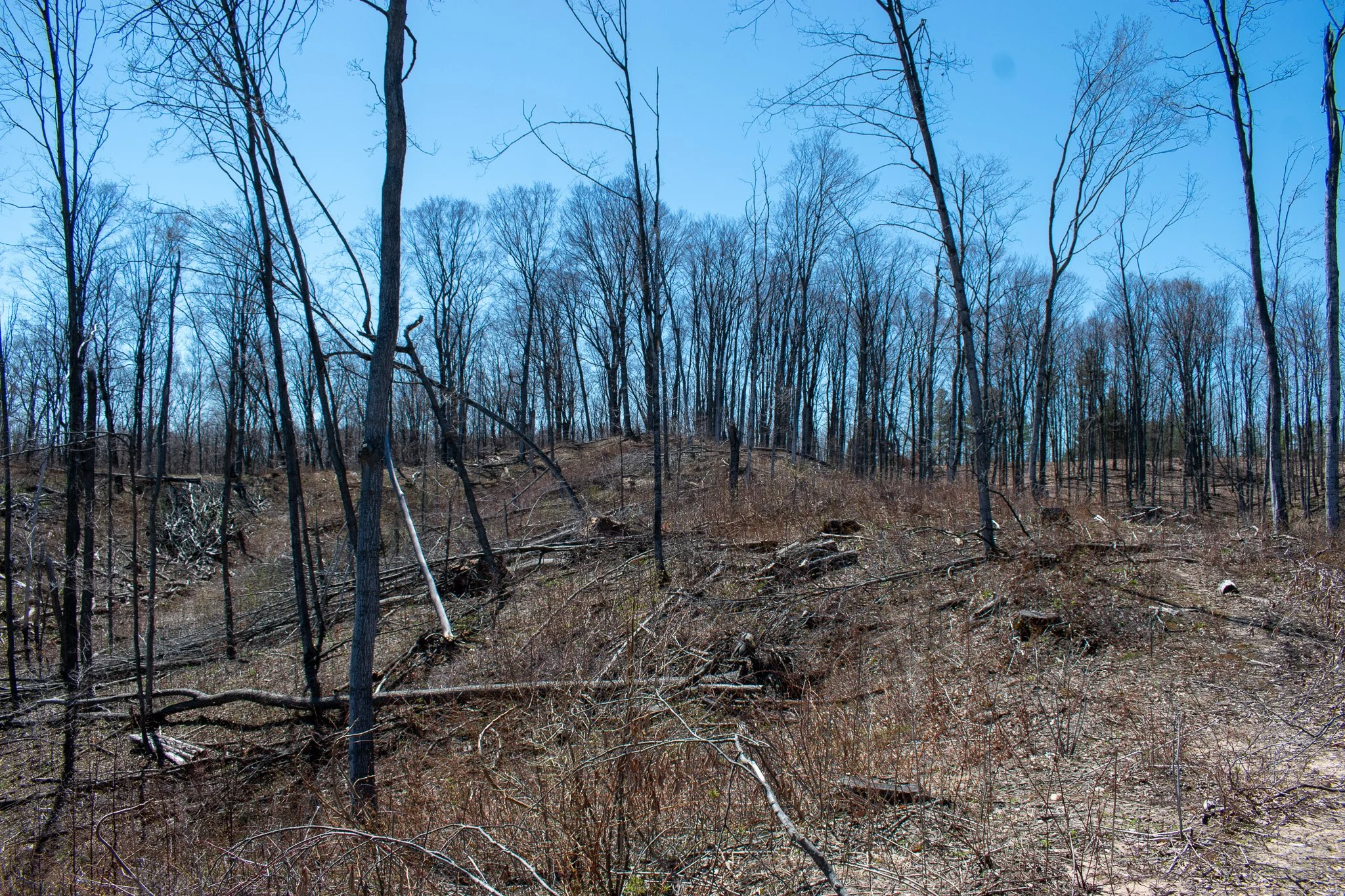 11.31 Acres – E Smiseth Road, Suttons Bay – FOR SALE by Jonathan Oltersdorf, Oltersdorf Realty (20).jpg