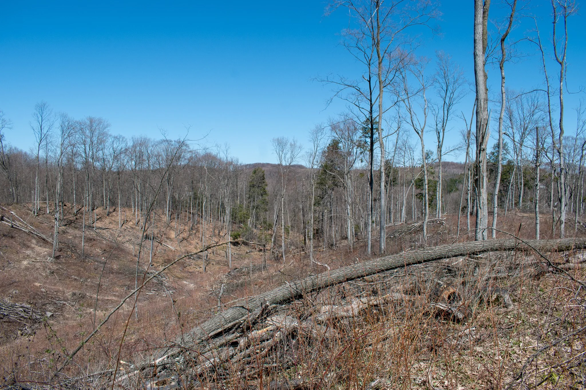 11.31 Acres – E Smiseth Road, Suttons Bay – FOR SALE by Jonathan Oltersdorf, Oltersdorf Realty (23).jpg