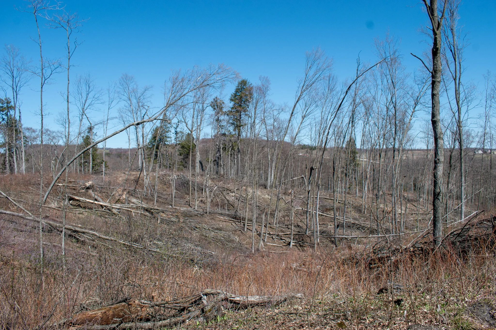 11.31 Acres – E Smiseth Road, Suttons Bay – FOR SALE by Jonathan Oltersdorf, Oltersdorf Realty (26).jpg