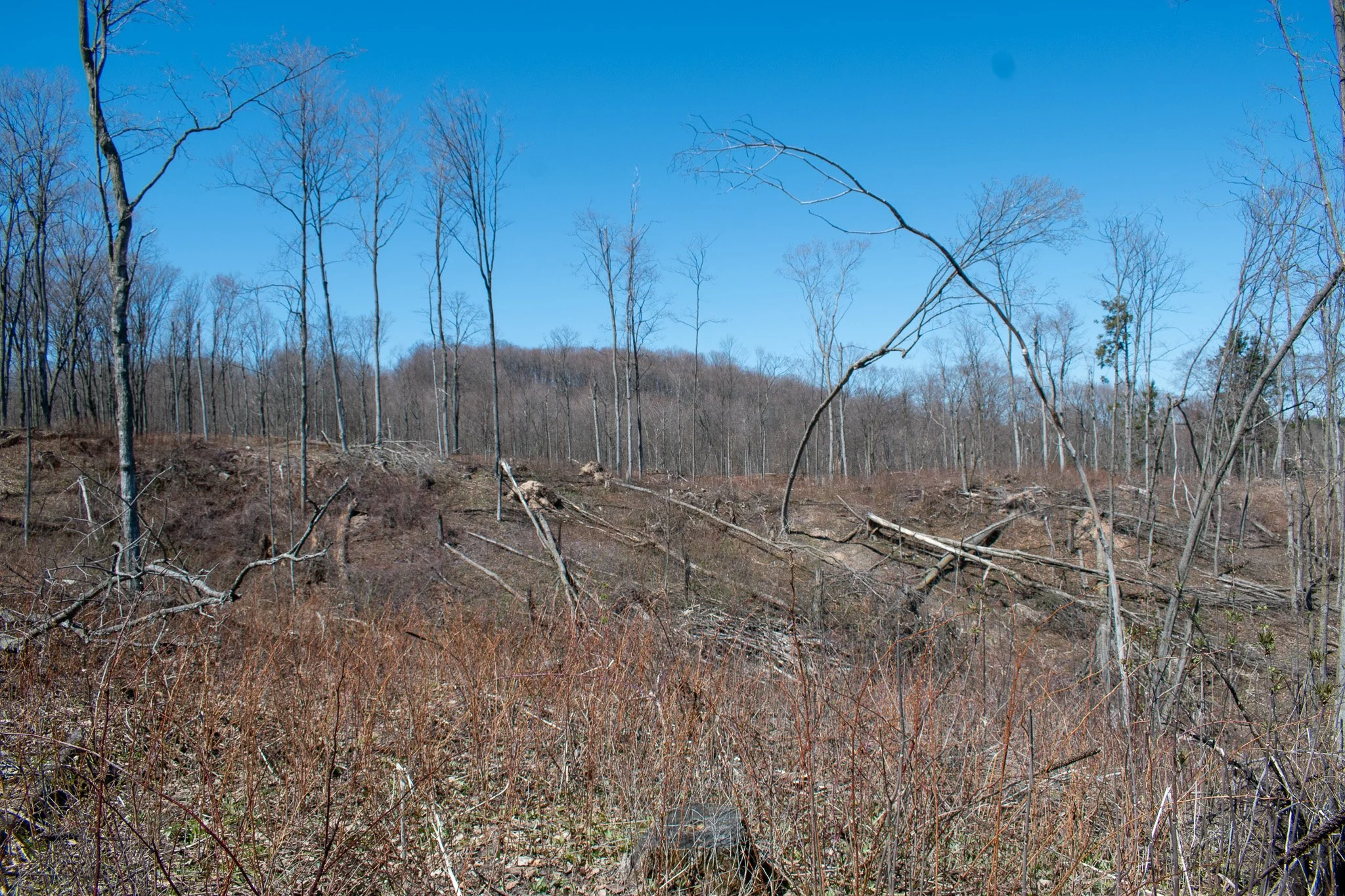 11.31 Acres – E Smiseth Road, Suttons Bay – FOR SALE by Jonathan Oltersdorf, Oltersdorf Realty (27).jpg