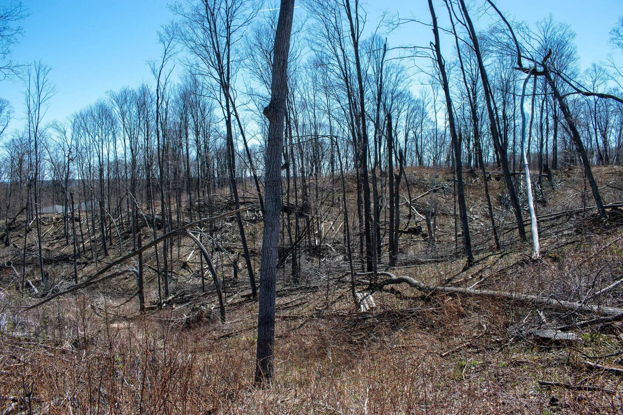 11.31 Acres – E Smiseth Road, Suttons Bay – FOR SALE by Jonathan Oltersdorf, Oltersdorf Realty (28).jpg