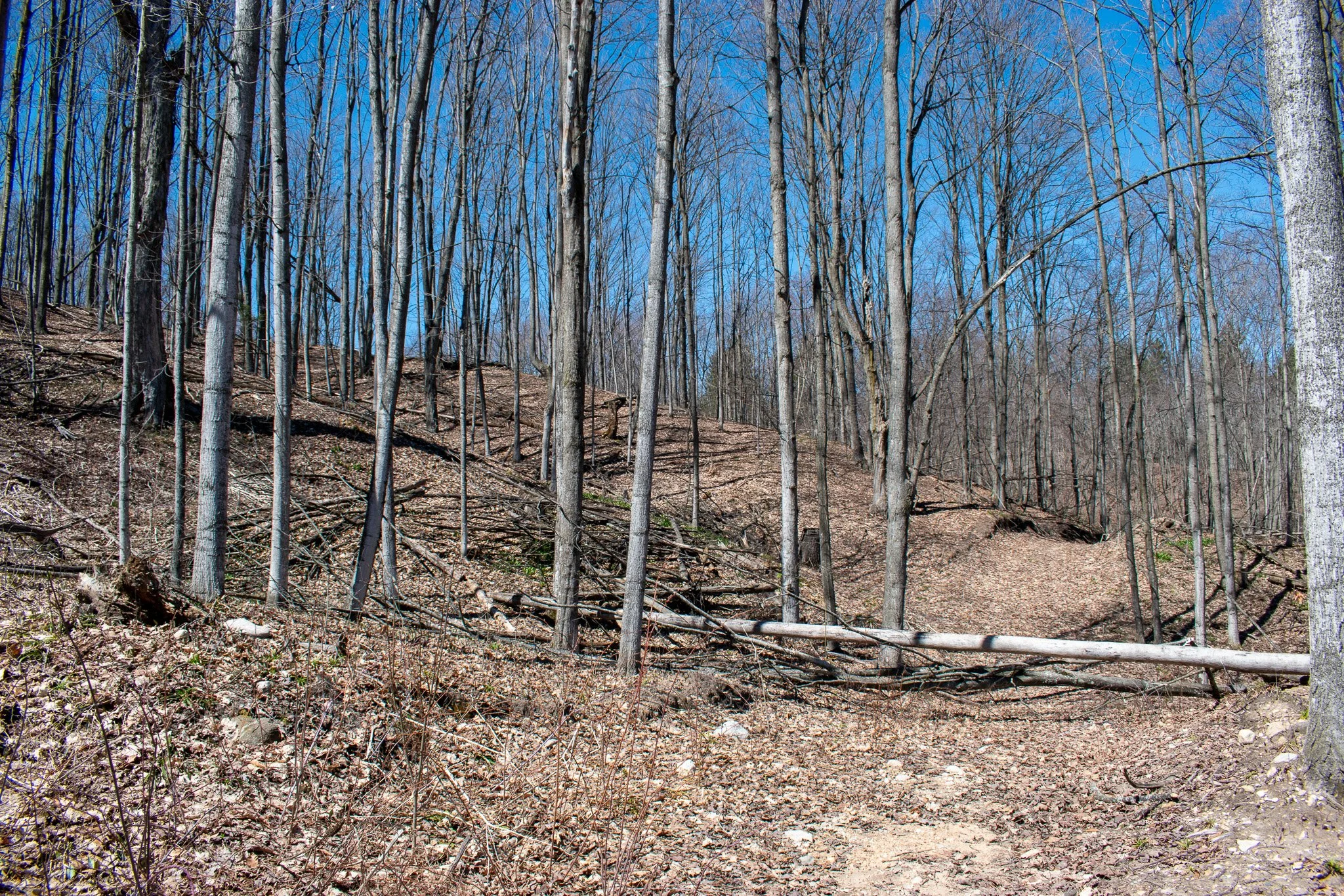 11.31 Acres – E Smiseth Road, Suttons Bay – FOR SALE by Jonathan Oltersdorf, Oltersdorf Realty (30).jpg