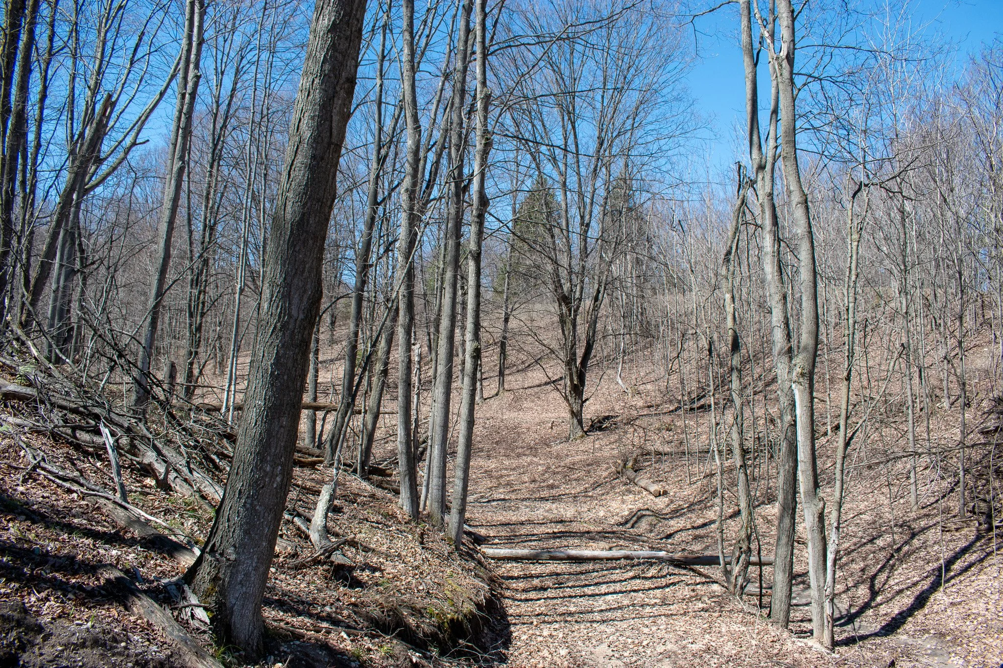 11.31 Acres – E Smiseth Road, Suttons Bay – FOR SALE by Jonathan Oltersdorf, Oltersdorf Realty (34).jpg