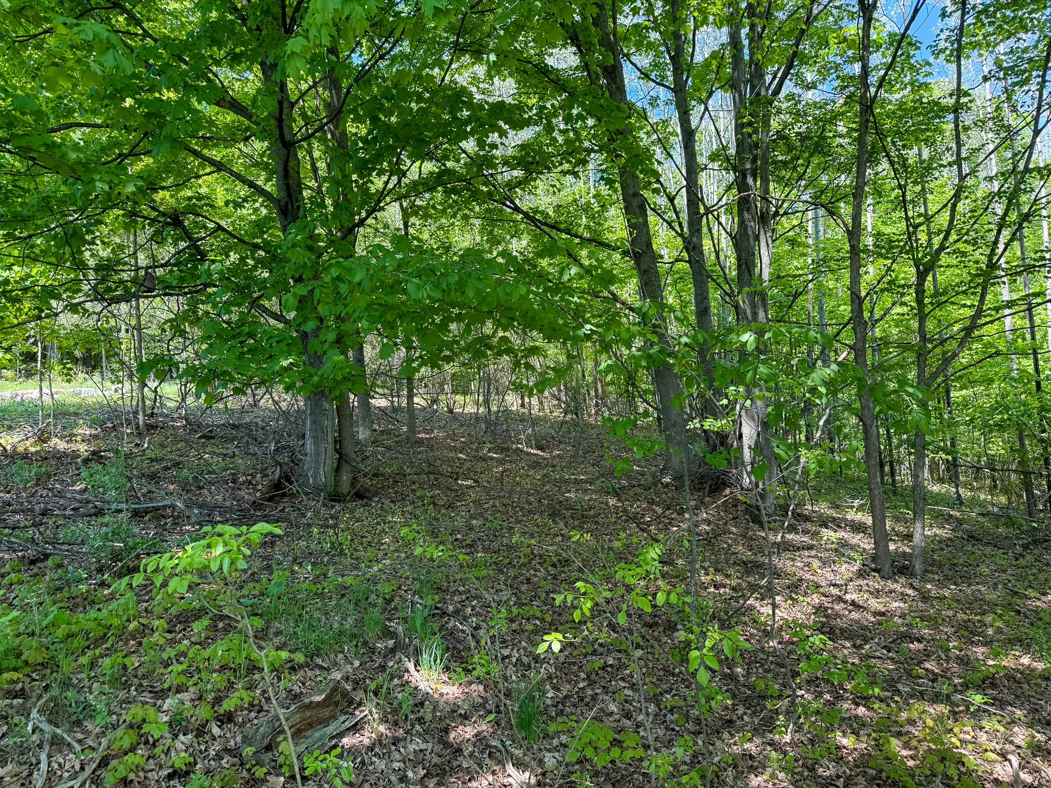 Lot 6 For Sale by Jonathan Oltersdorf, Oltersdorf Realty, Belanger Creek, Suttons Bay Vacant Land For Sale (6).jpg