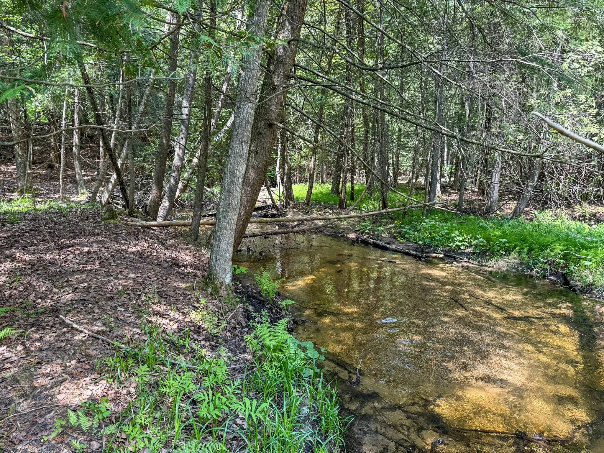 Lot 8 For Sale by Jonathan Oltersdorf, Oltersdorf Realty, Belanger Creek, Suttons Bay Vacant Land For Sale (7).jpg