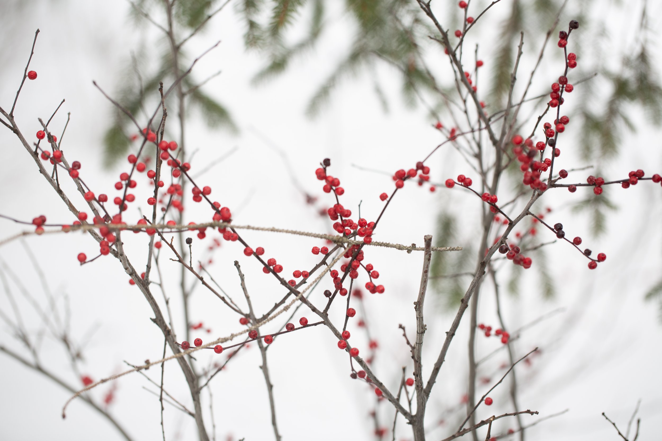 Cherries in Winter.jpg