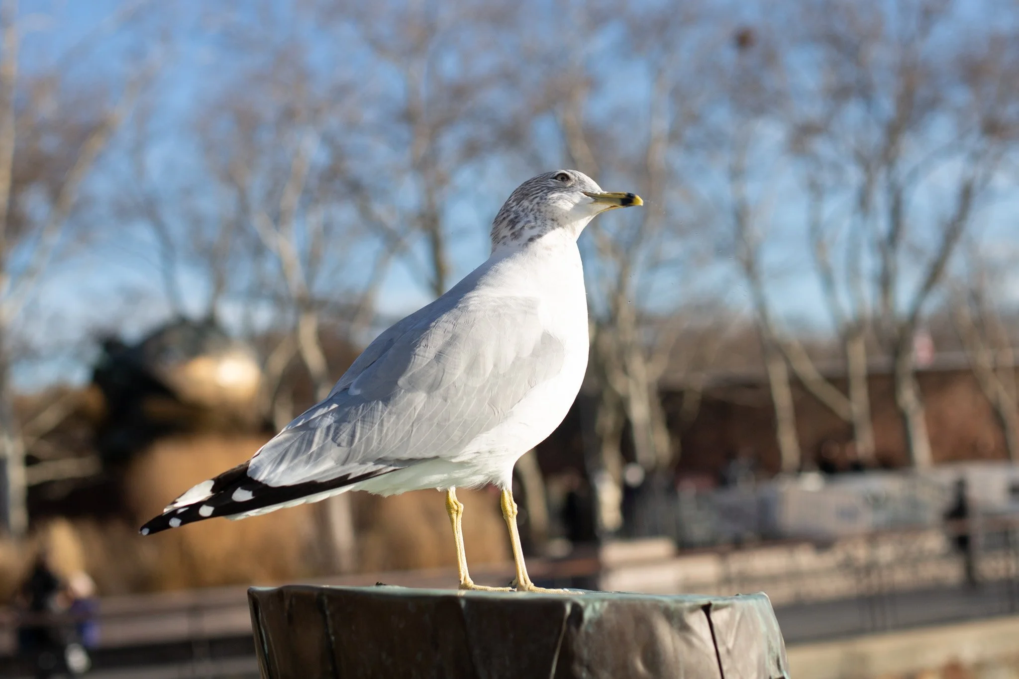 Gull.jpg