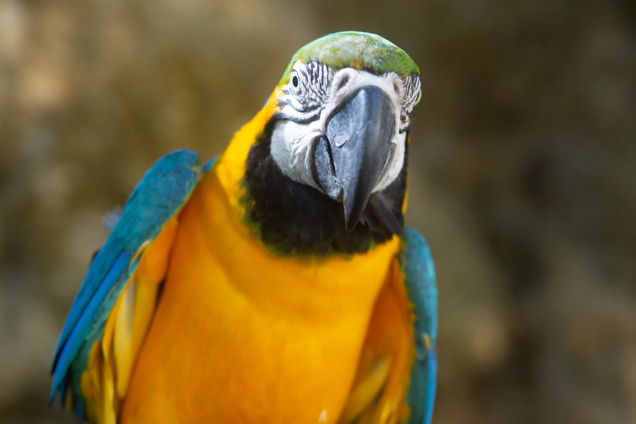 Macaw.jpg