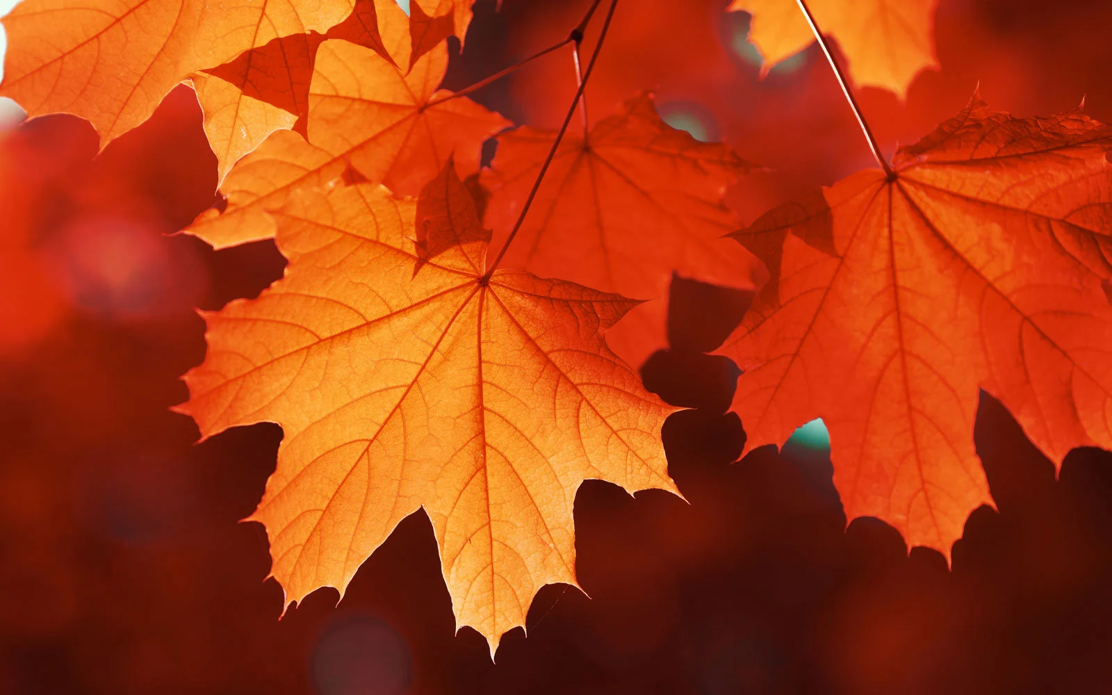 colorful-fall-leaves-SELLLEAVES1017.jpg