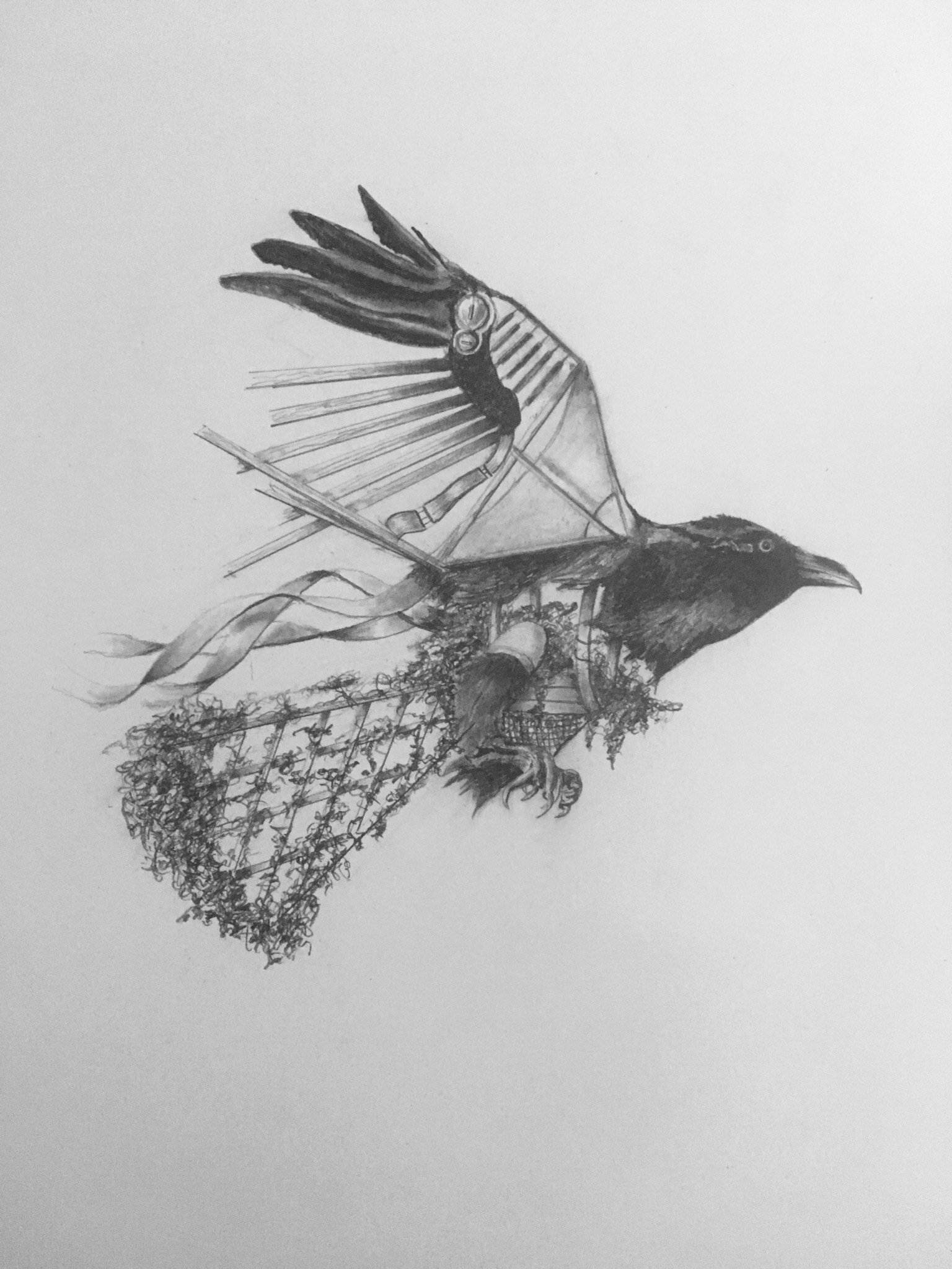   Trellis Tailed Crow  Graphite on Bristol 2020 