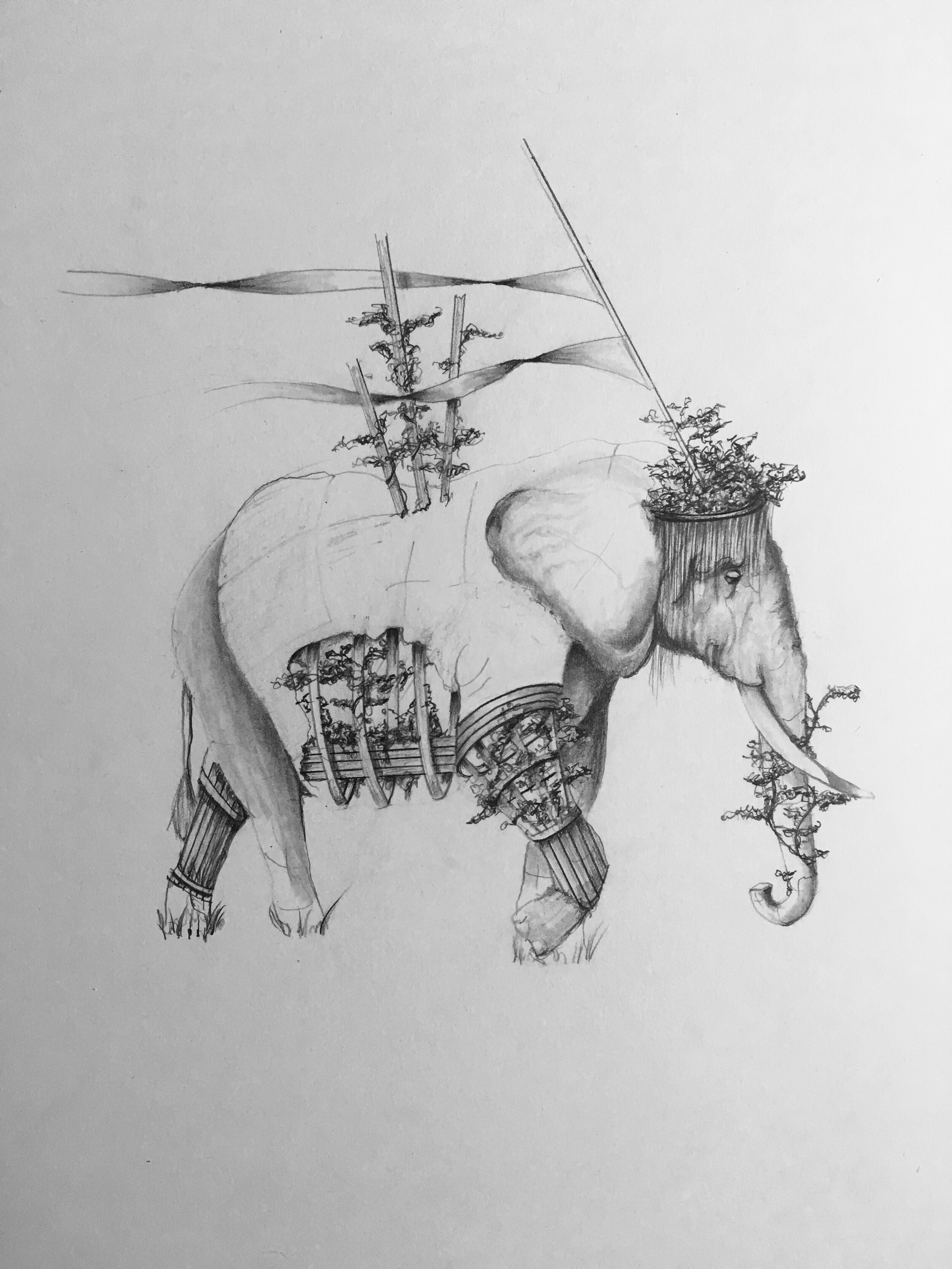   Elefant   Graphite on Bristol 2020 