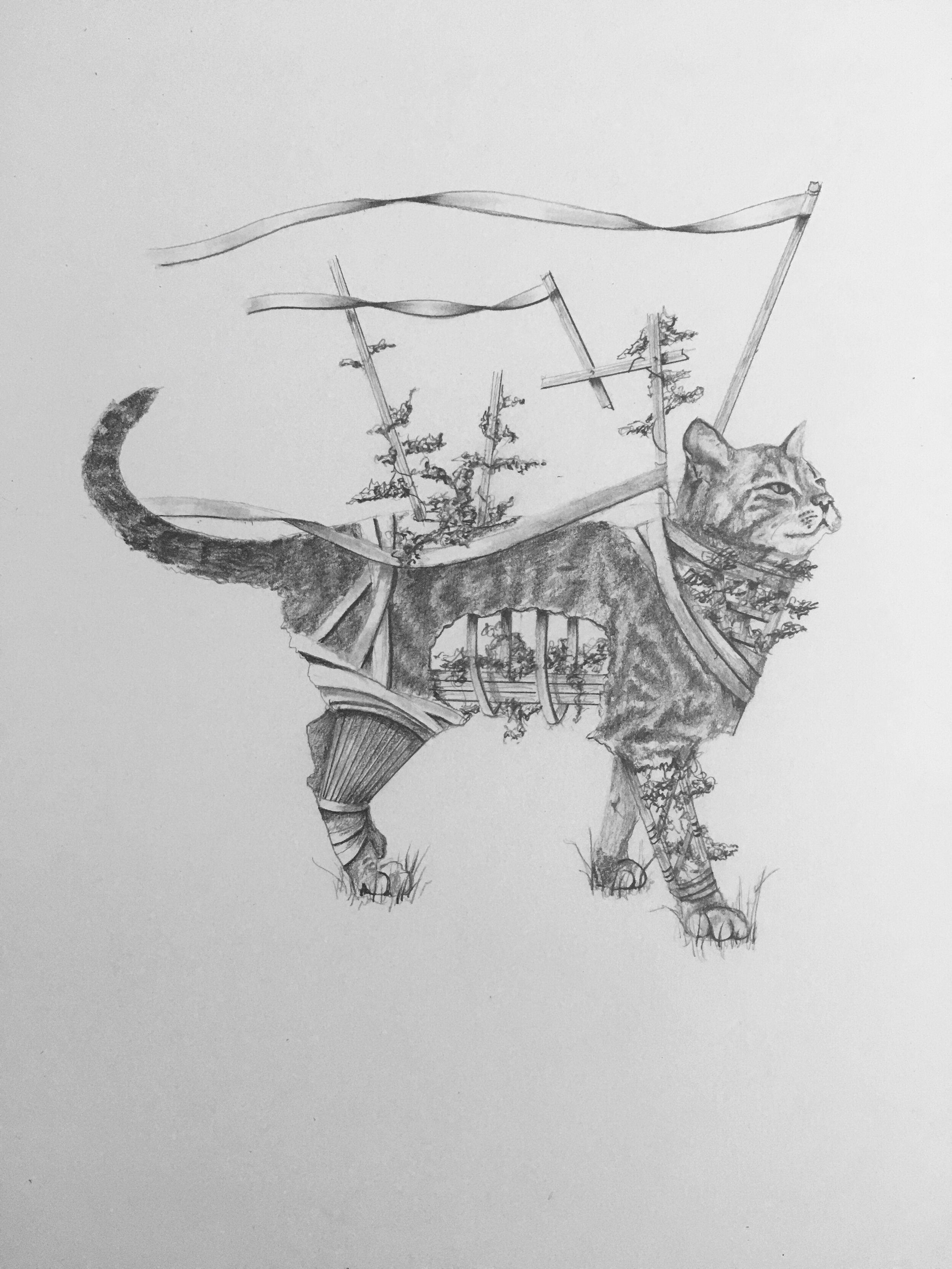   Gato   Graphite on Bristol 2020 