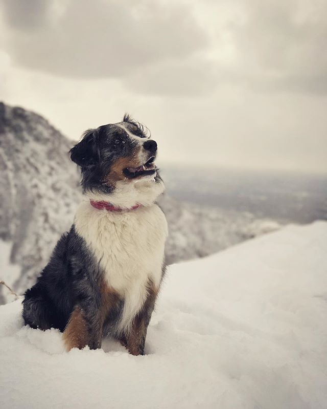 Fresh snow, happy dog #thatbluedog