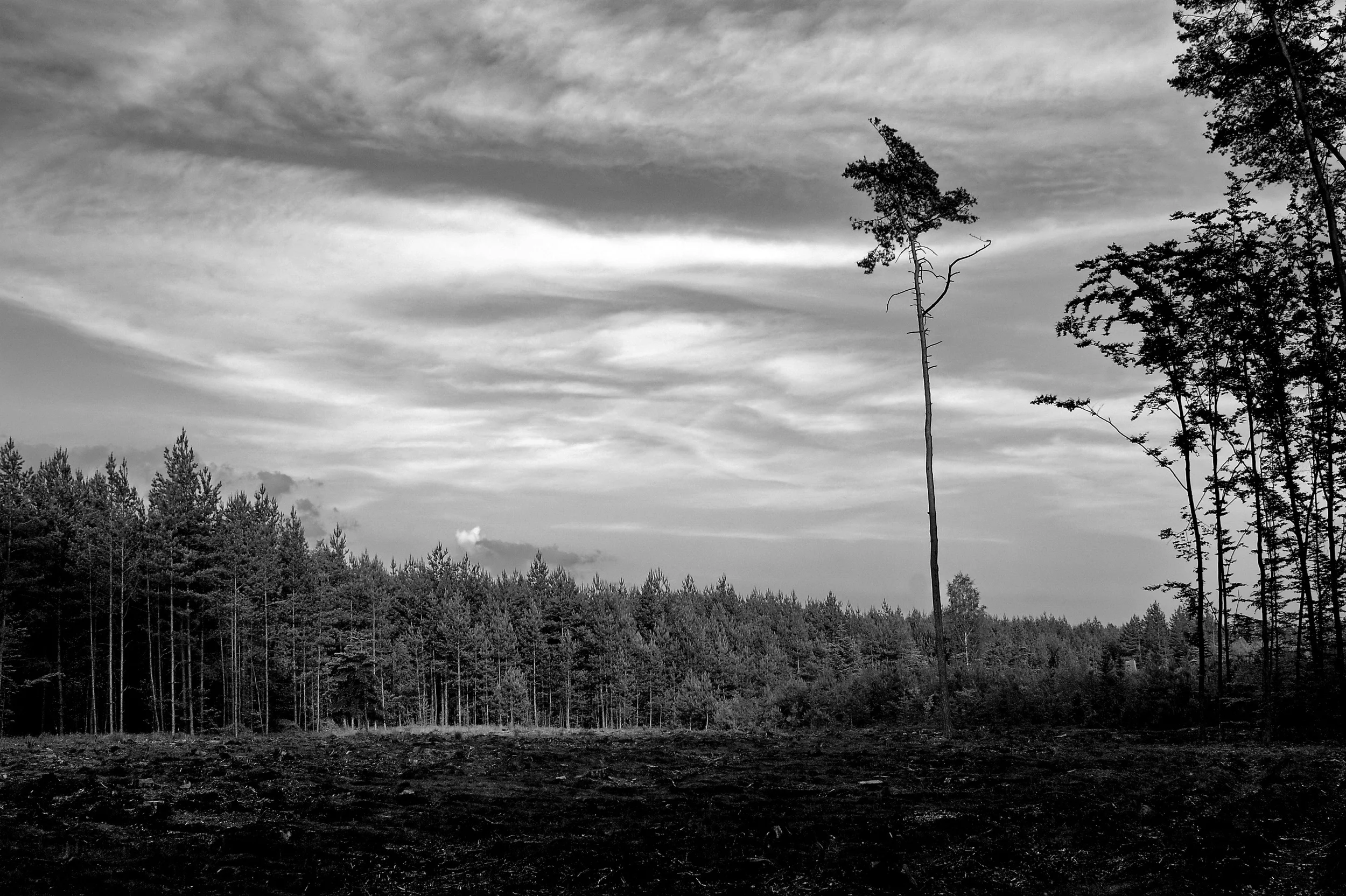 Tree Felling.jpg