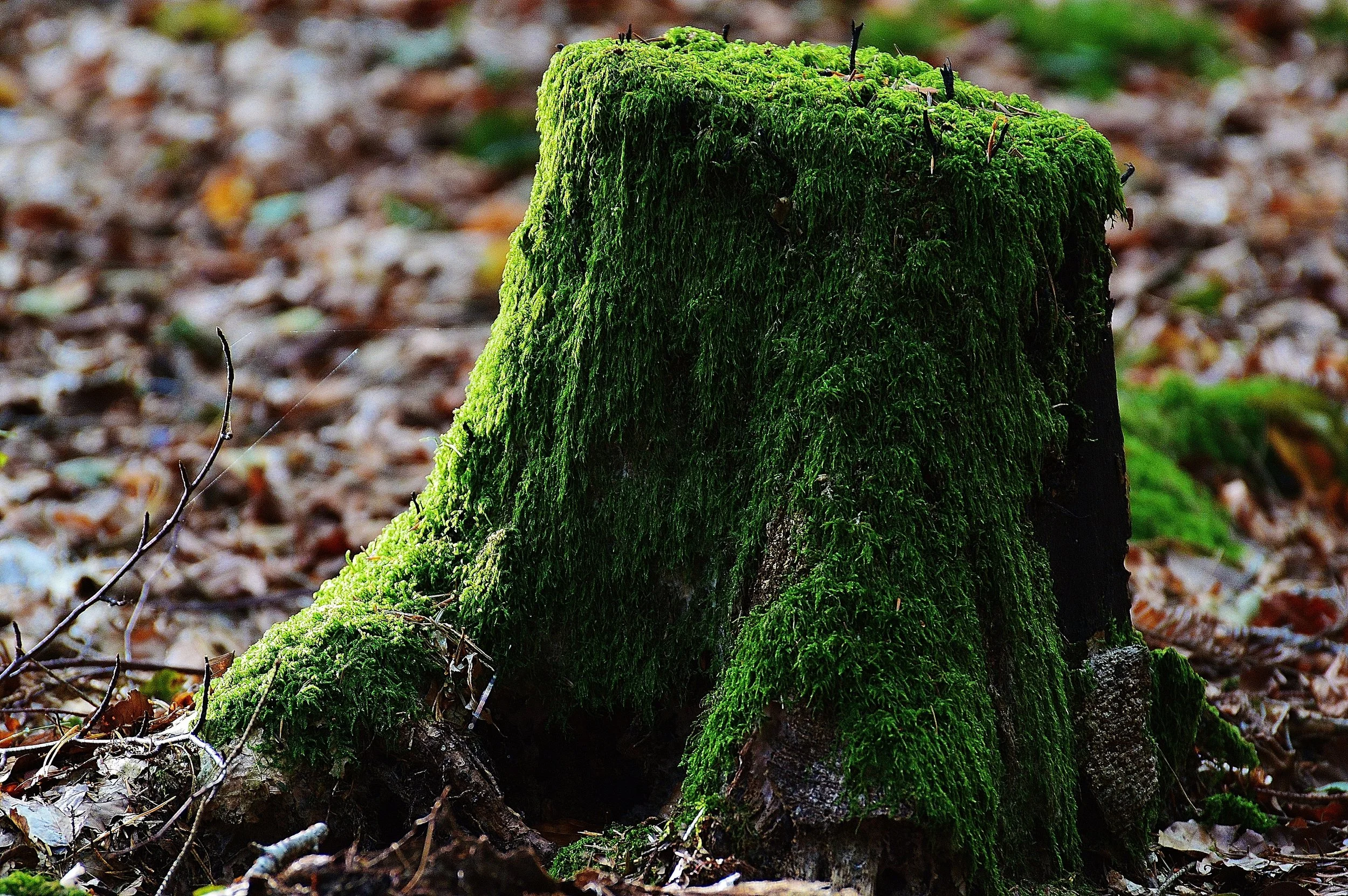Tree Stump Removal.jpg