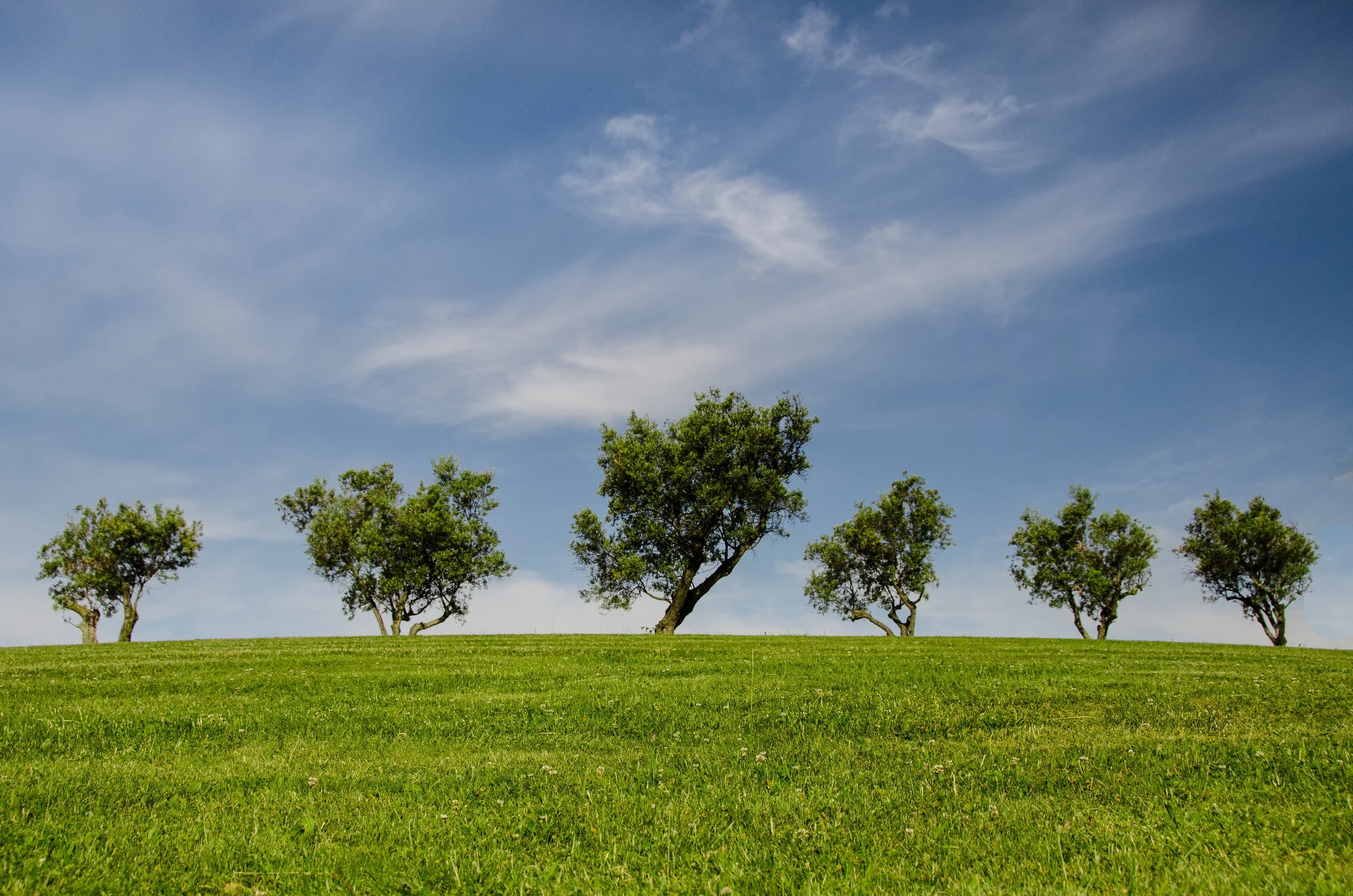 tree-planting.jpg